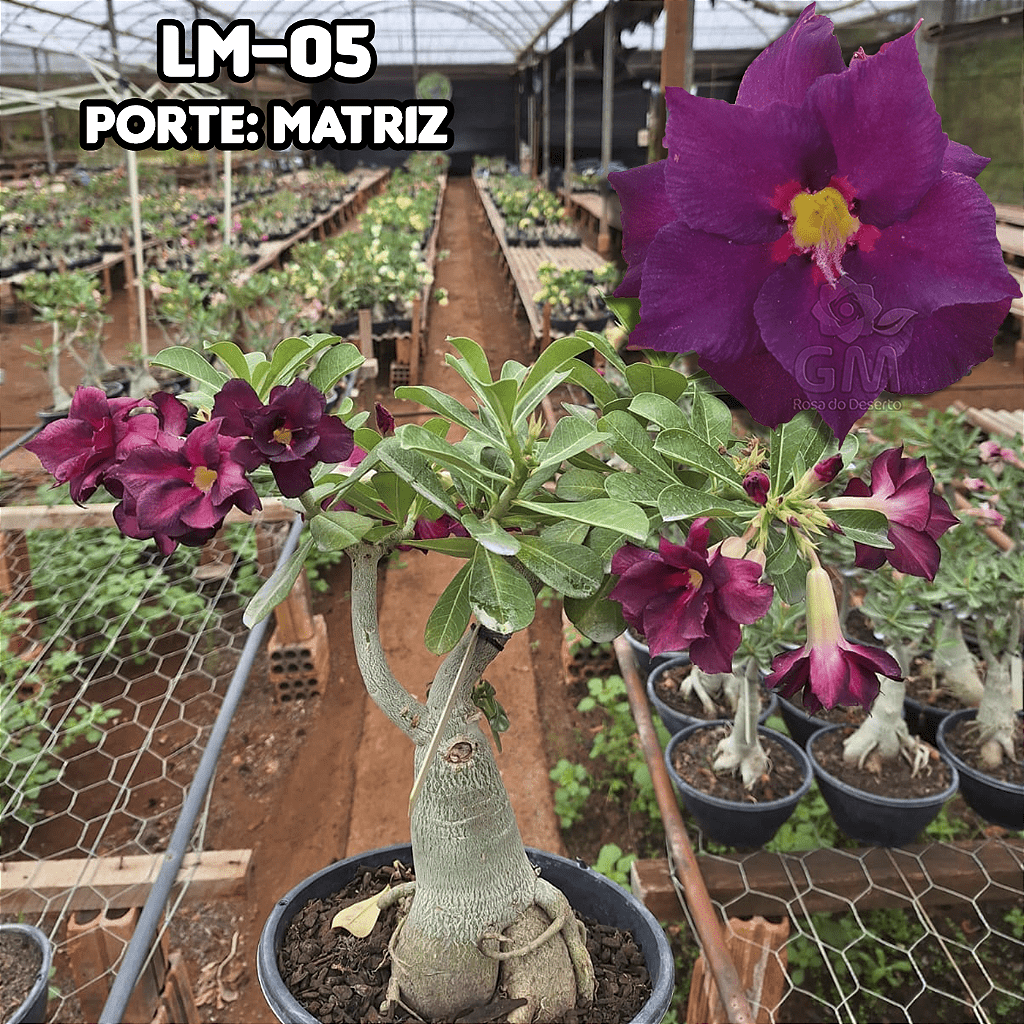 0439 - Rosa do Deserto - ENXERTO ADULTO - LM 5 - Gm Rosa Do Deserto