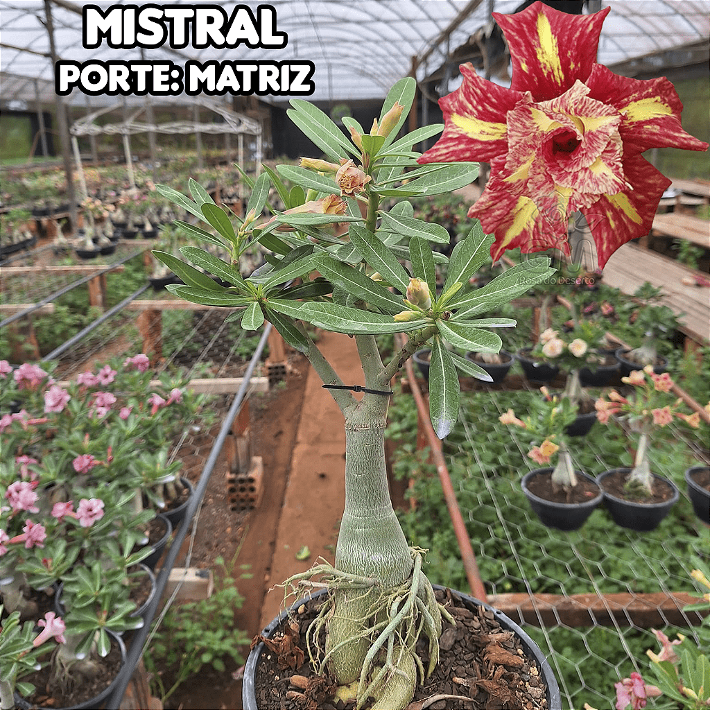 0440 - Rosa do Deserto - ENXERTO ADULTO - MISTRAL - Gm Rosa Do Deserto