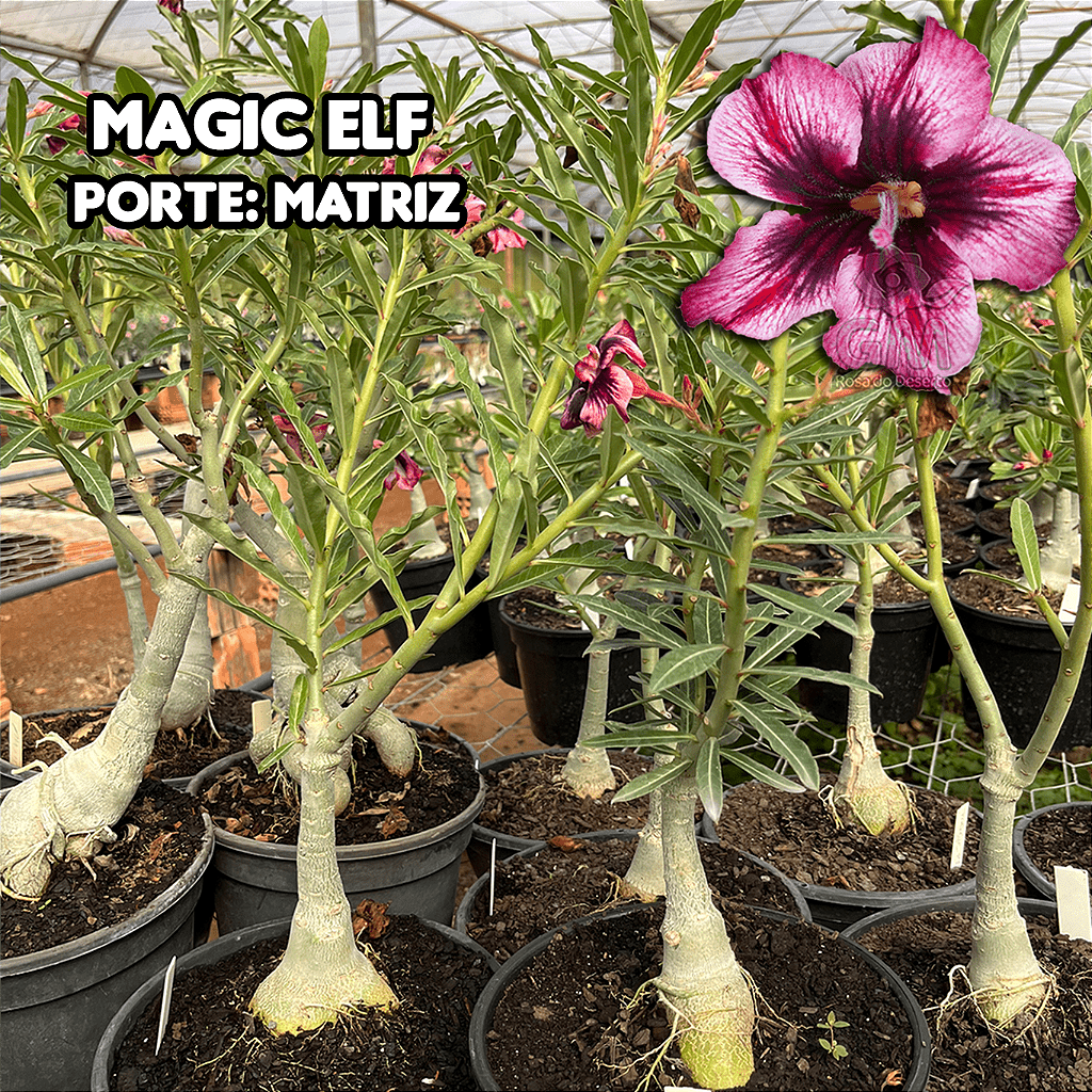 0450 - Rosa do Deserto - ENXERTO ADULTO - MAGIC ELF - Gm Rosa Do Deserto