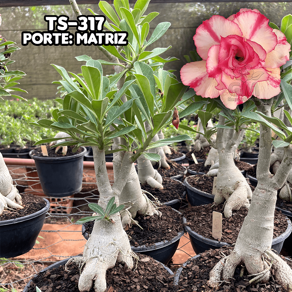 0458 - Rosa do Deserto - ENXERTO ADULTO - TS - 317 - Gm Rosa Do Deserto