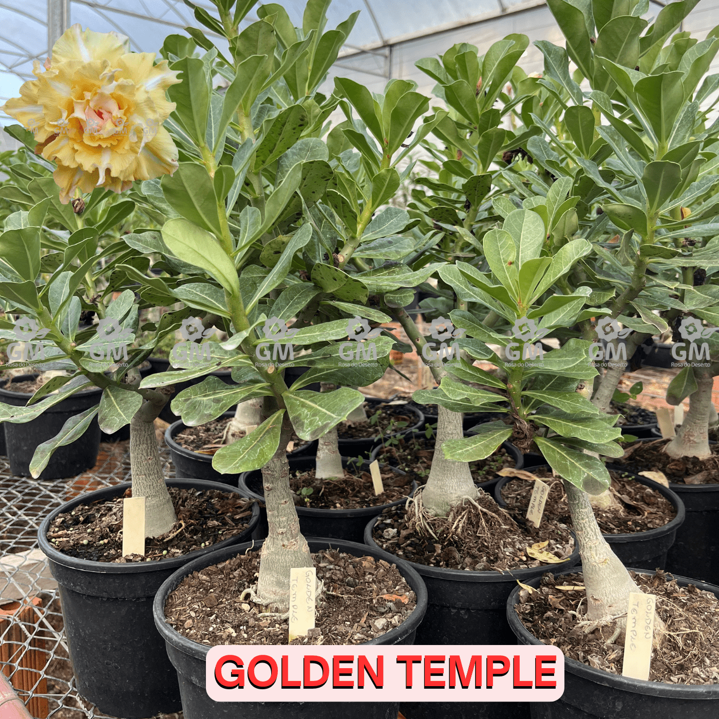 0460 - Rosa do Deserto - ENXERTO ADULTO - GOLDEN TEMPLE - Gm Rosa Do Deserto
