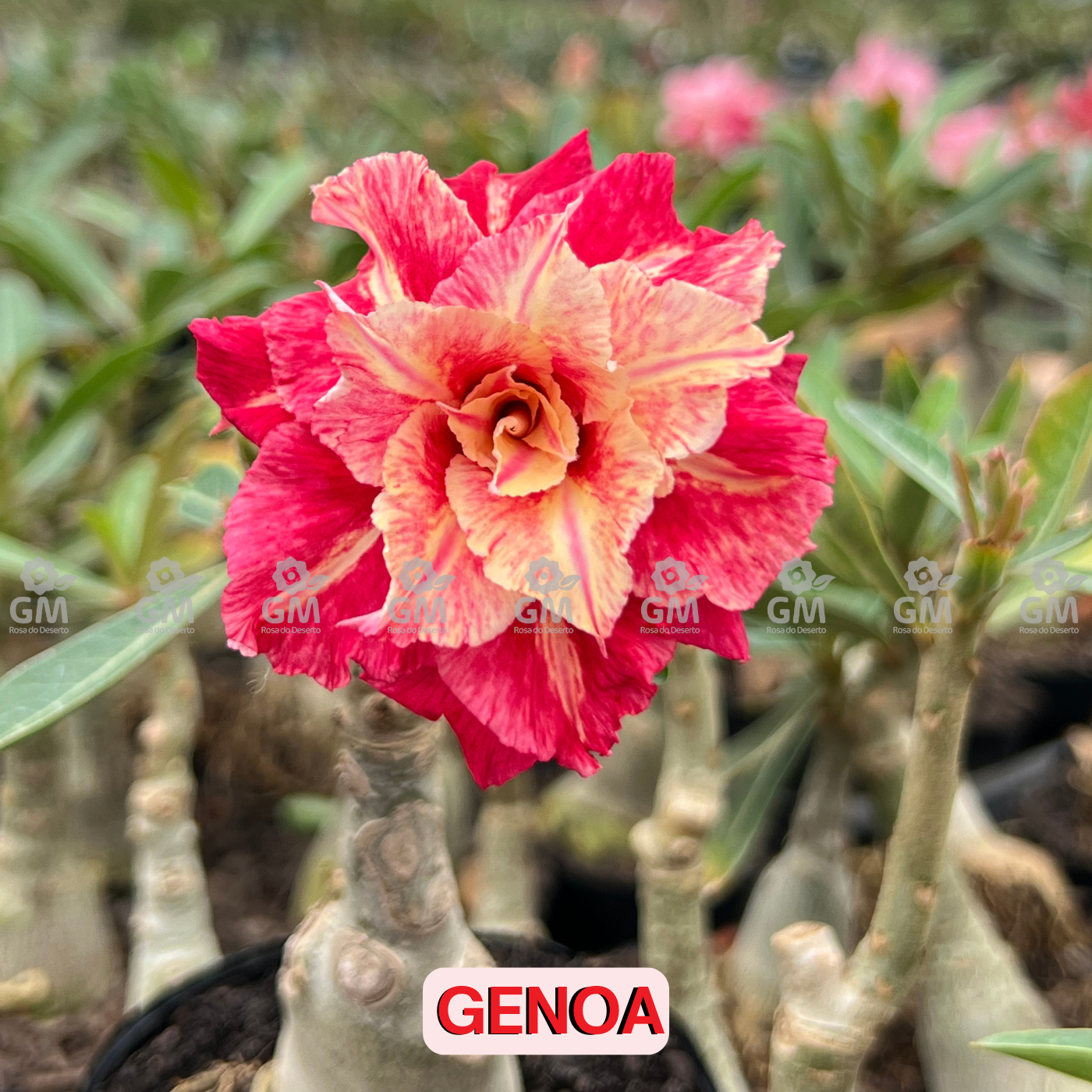 Rosa do Deserto - GENOA