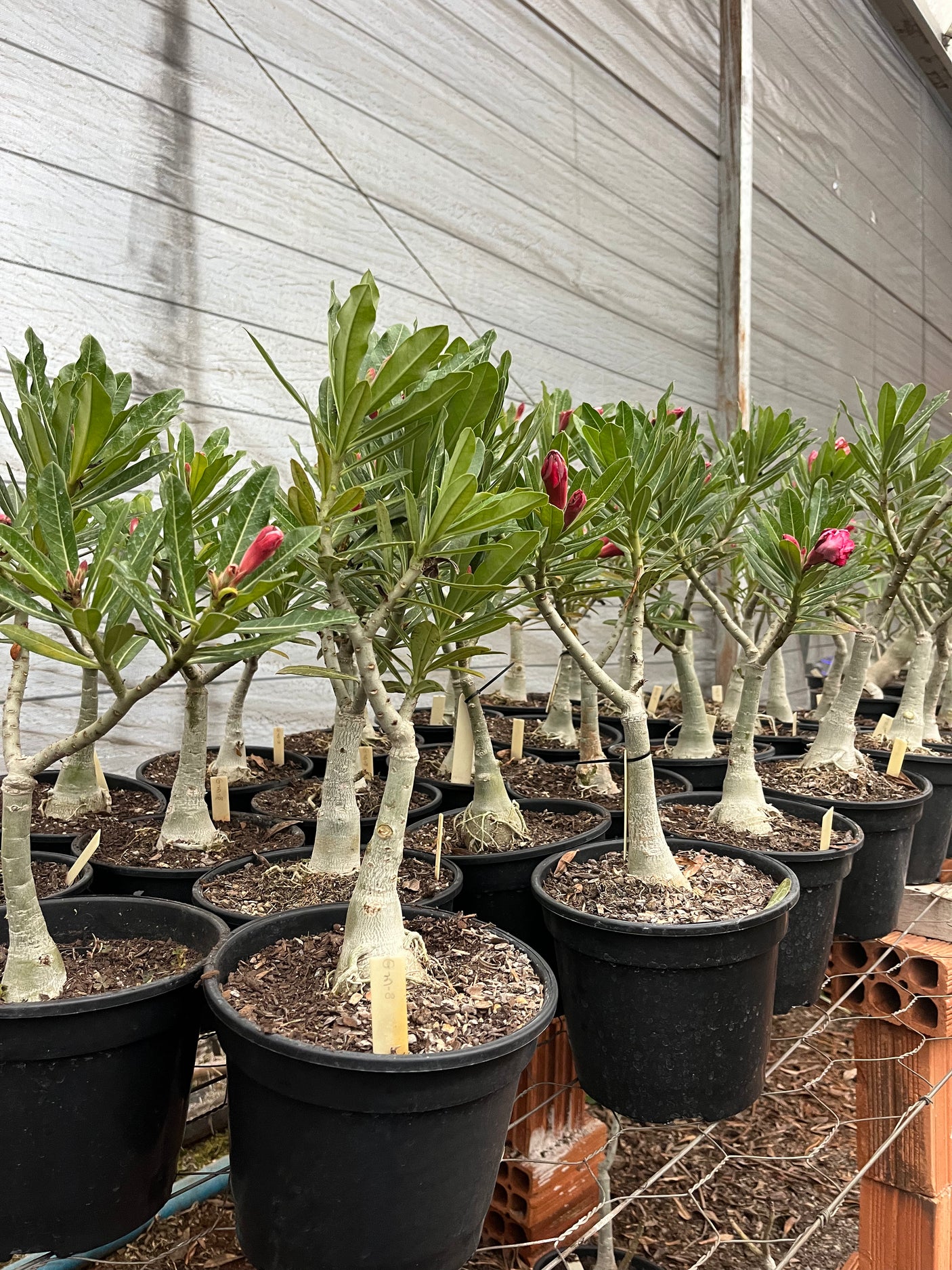 Rosa do Deserto - ENXERTO ADULTO - GM 8