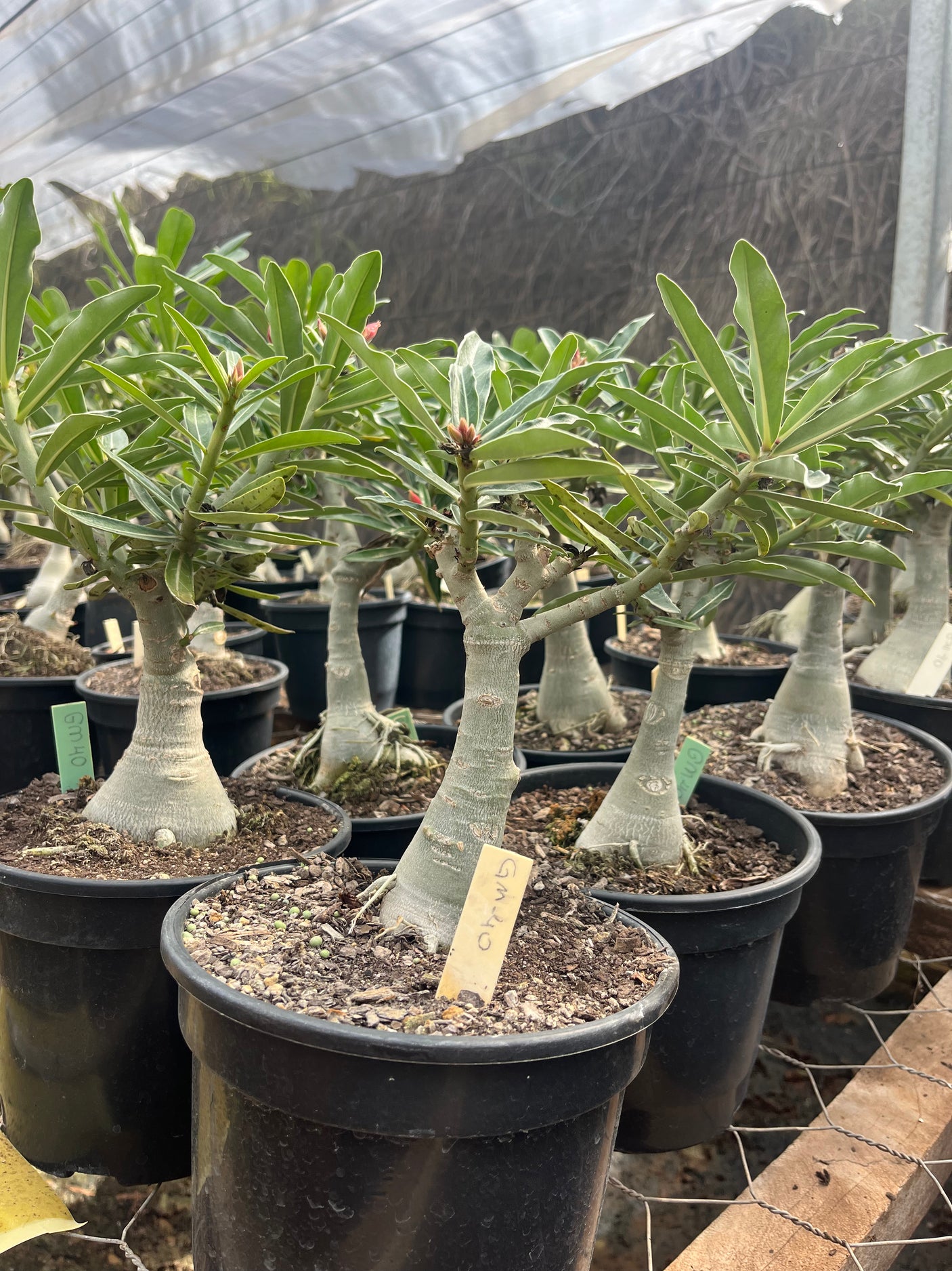 - Rosa do Deserto - ENXERTO ADULTO - GM 40