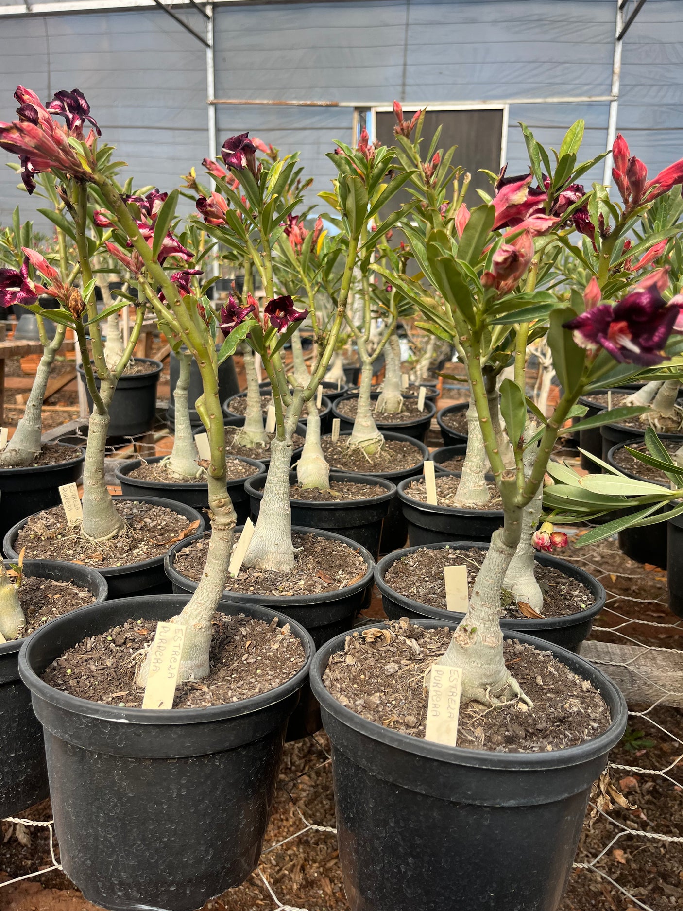 Rosa do Deserto - ENXERTO ADULTO - ESTRELA PURPURA