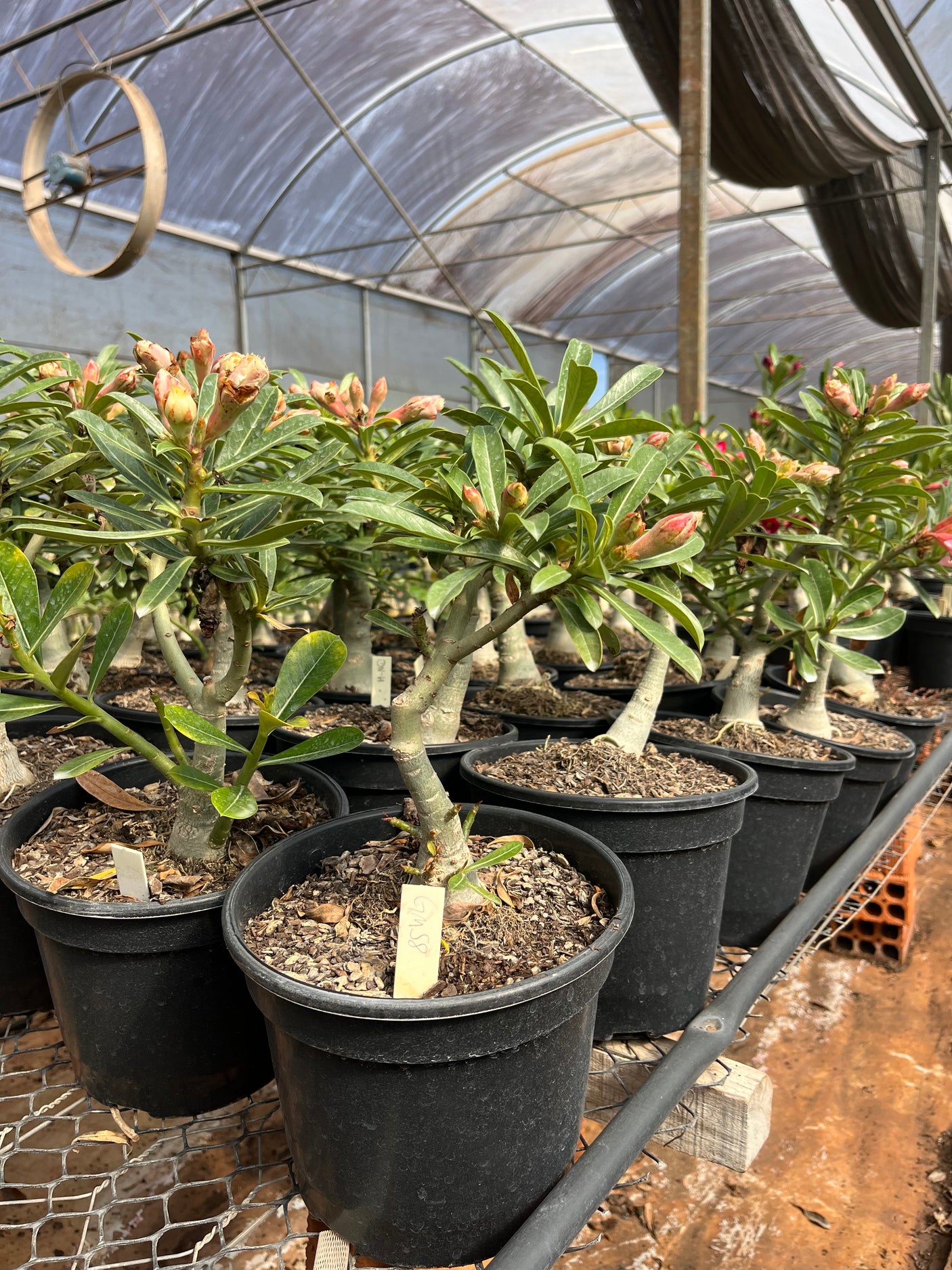 Rosa do Deserto - ENXERTO ADULTO - GM 58