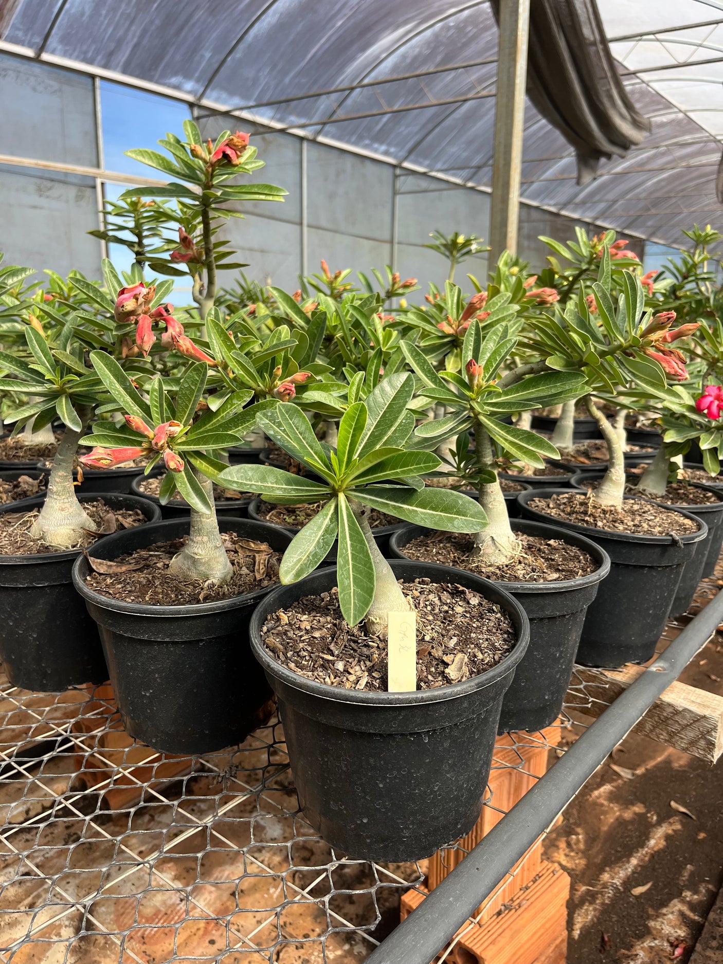 Rosa do Deserto - ENXERTO ADULTO - GM 32