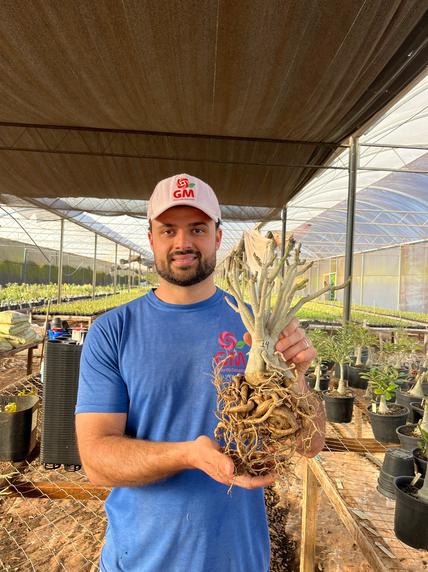 Rosa do Deserto - PLANTA DE SEMENTE TOPZERA NR 14