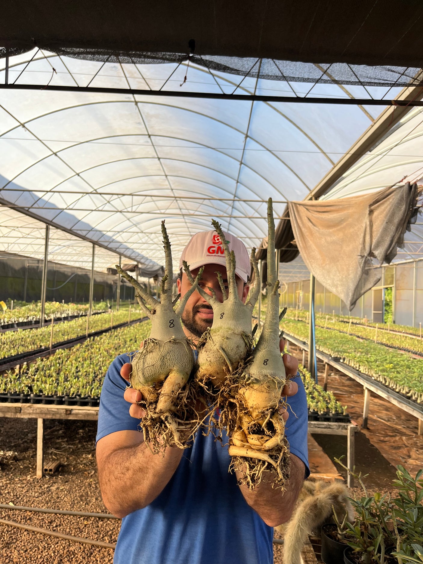 Rosa do Deserto - KIT ARABICUM NÚMERO 8