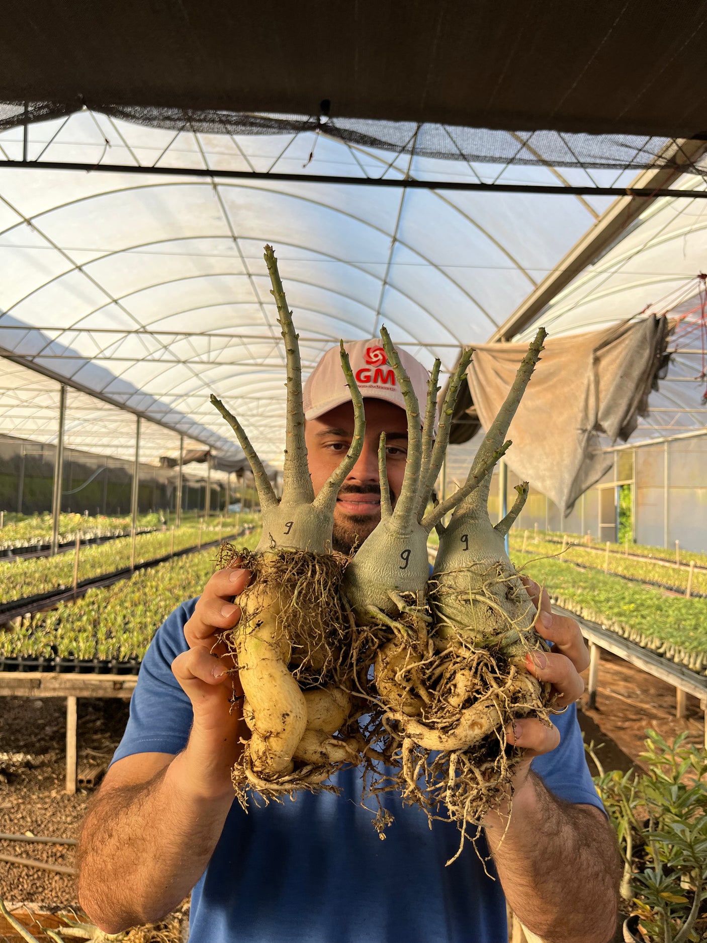 Rosa do Deserto - KIT ARABICUM NÚMERO 9