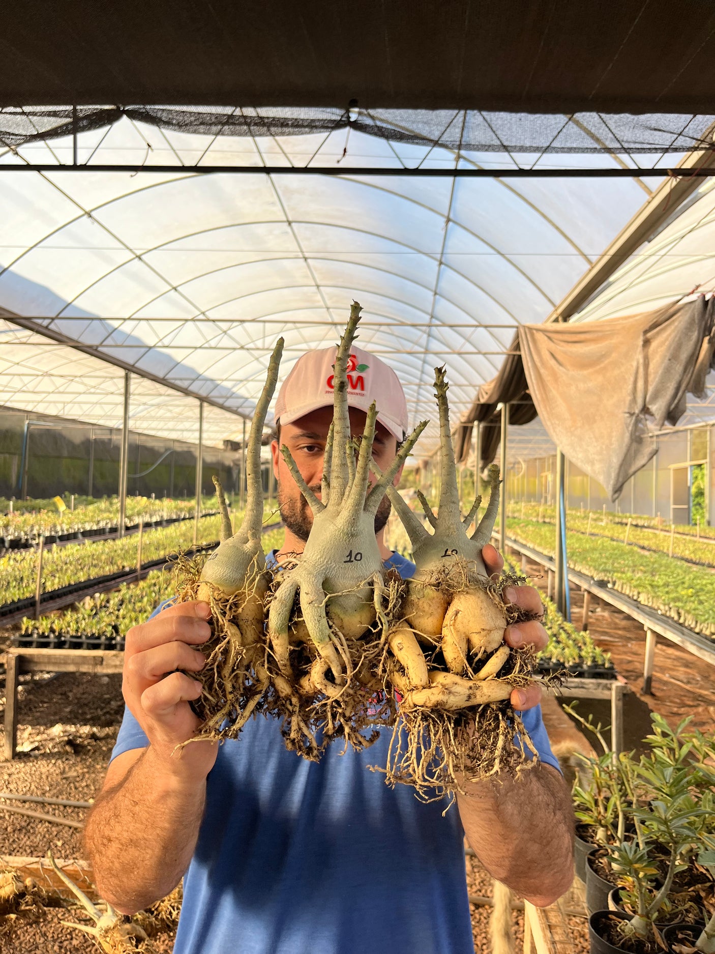 Rosa do Deserto - KIT ARABICUM NÚMERO 10