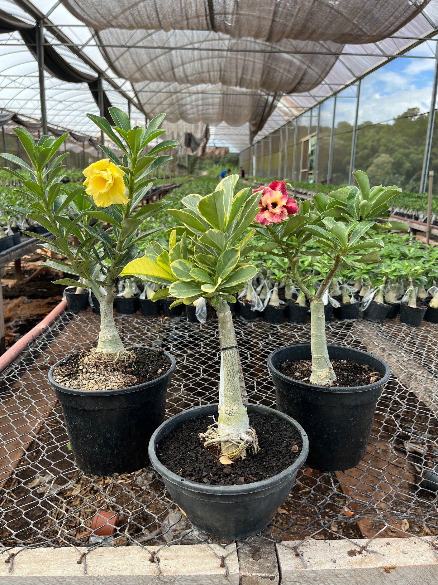 Rifa Exclusiva: Concorra a 3 Rosas do Deserto Raras