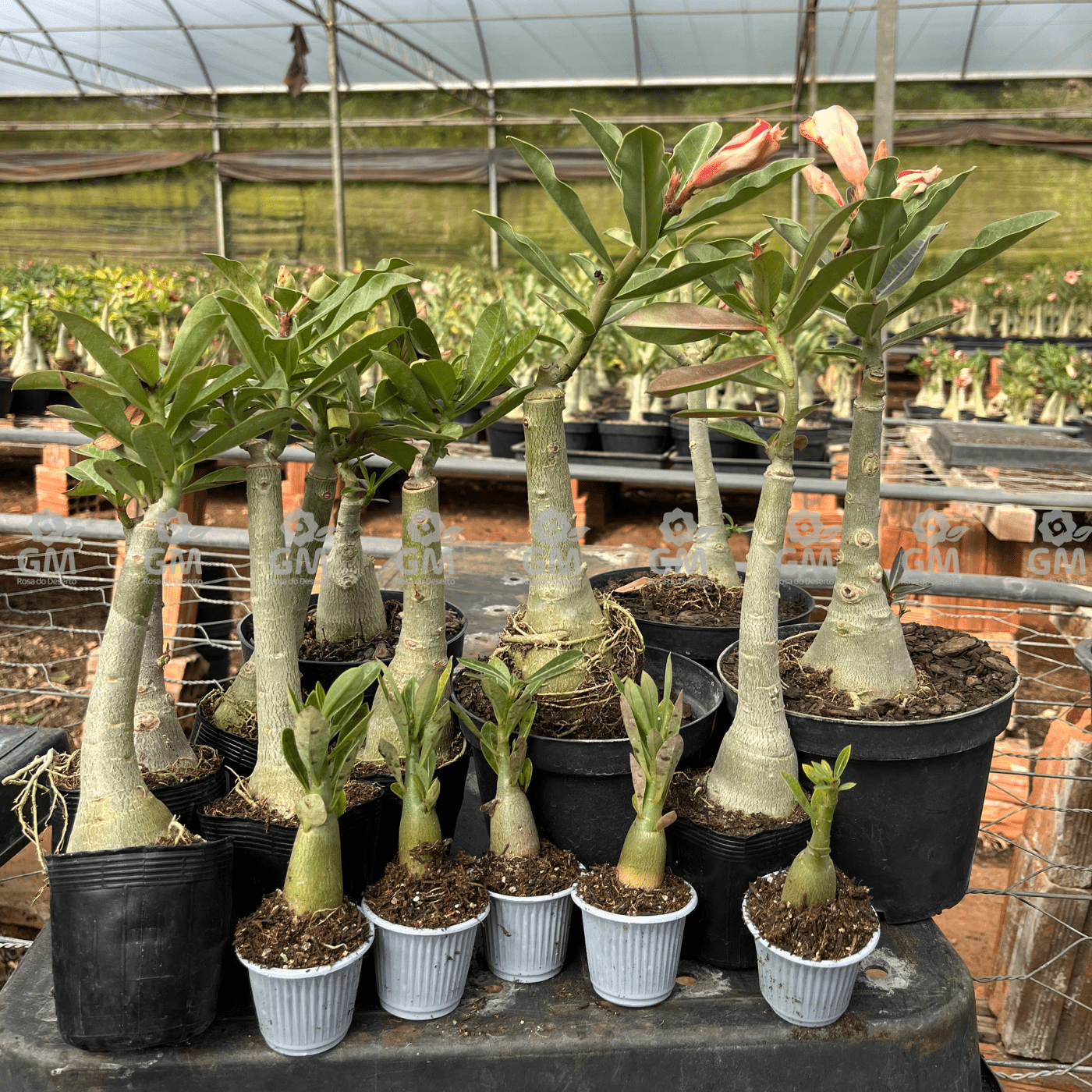 KIT TOP ENXERTOS - Gm Rosa Do Deserto