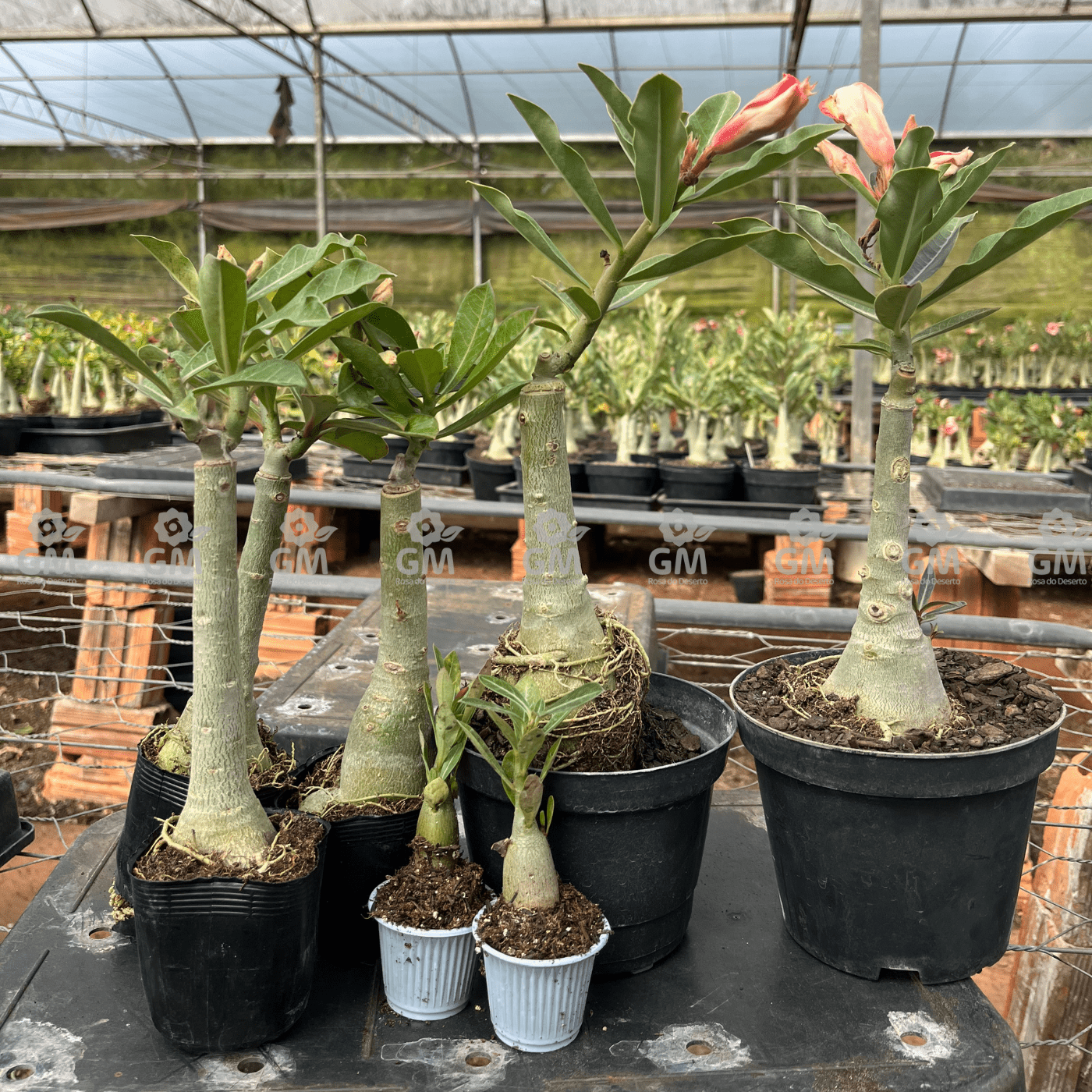 KIT TOP ENXERTOS - Gm Rosa Do Deserto