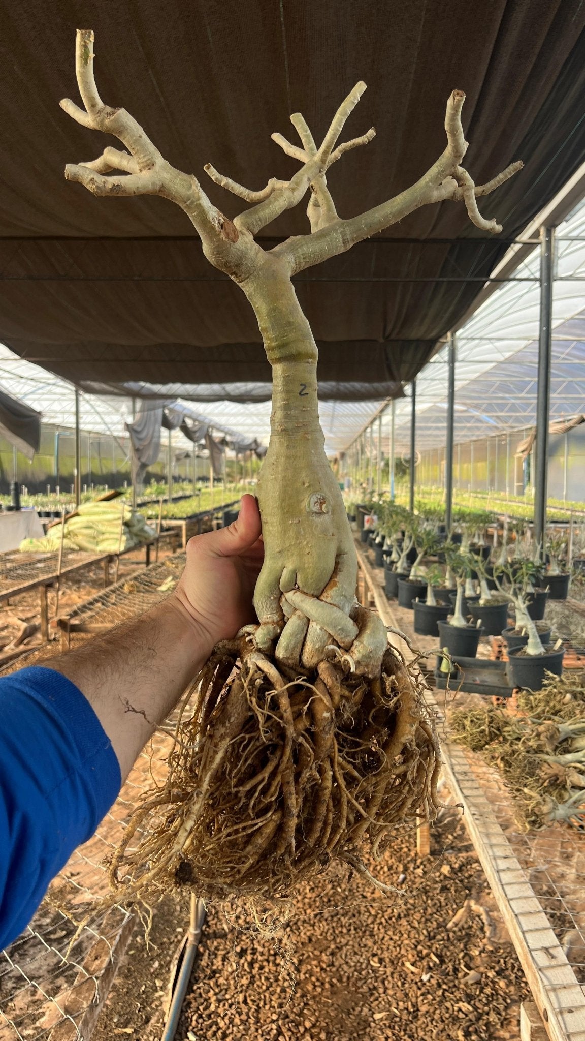 Rosa do Deserto - ARABICUM N°2 - Gm Rosa Do Deserto