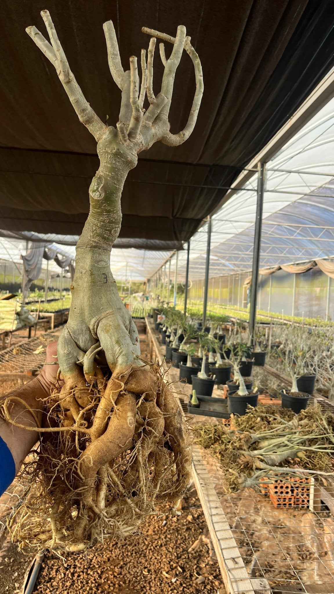 Rosa do Deserto - ARABICUM N°3 - Gm Rosa Do Deserto