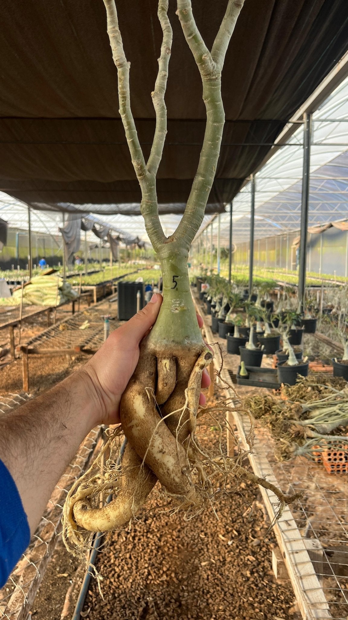 Rosa do Deserto - ARABICUM N°5 - Gm Rosa Do Deserto