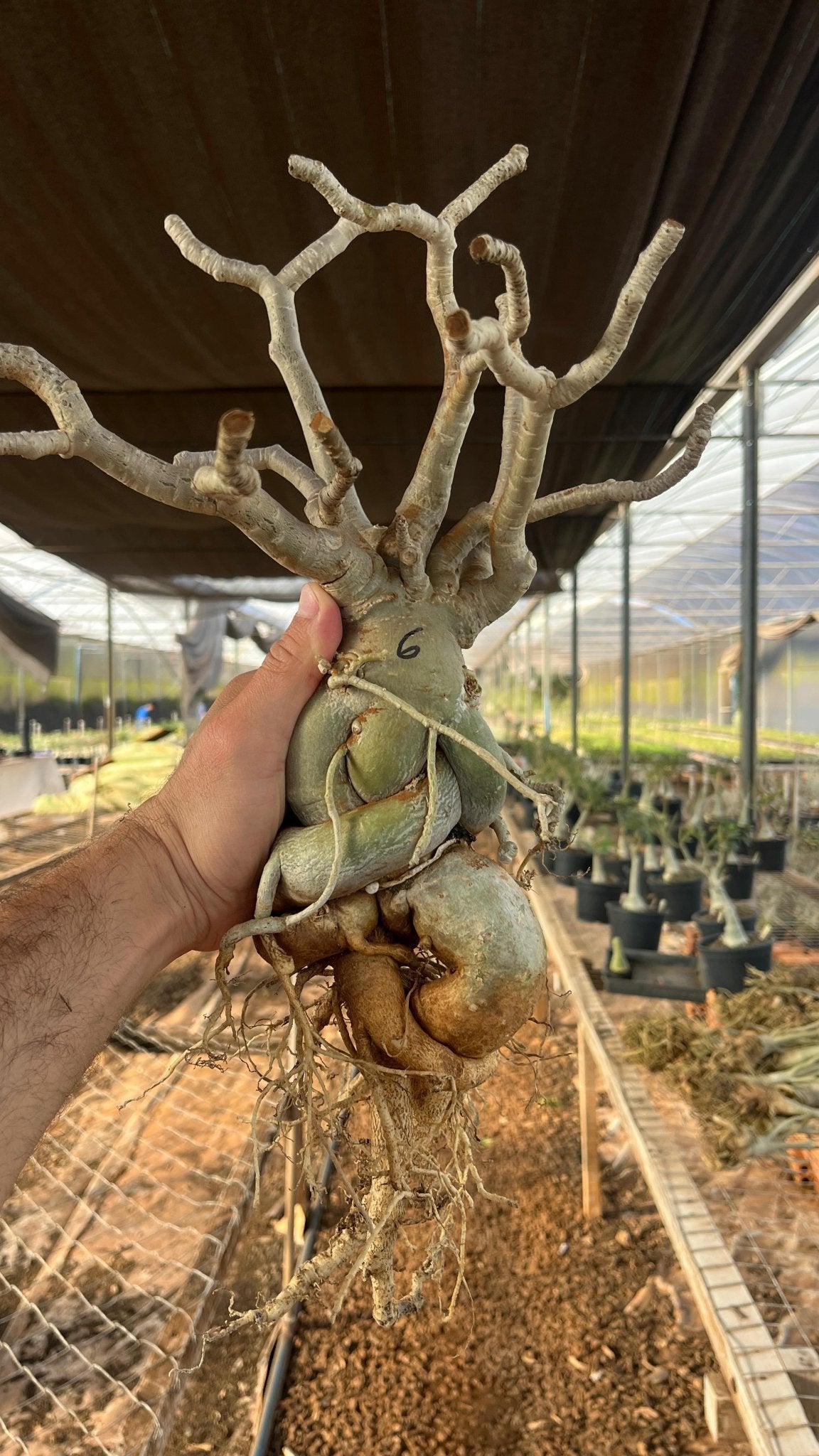 Rosa do Deserto - ARABICUM N°6 - Gm Rosa Do Deserto