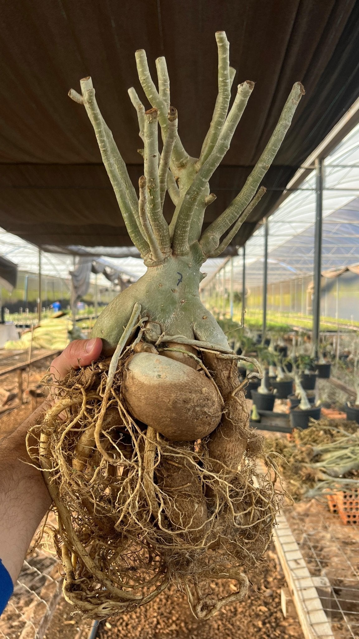 Rosa do Deserto - ARABICUM N°7 - Gm Rosa Do Deserto