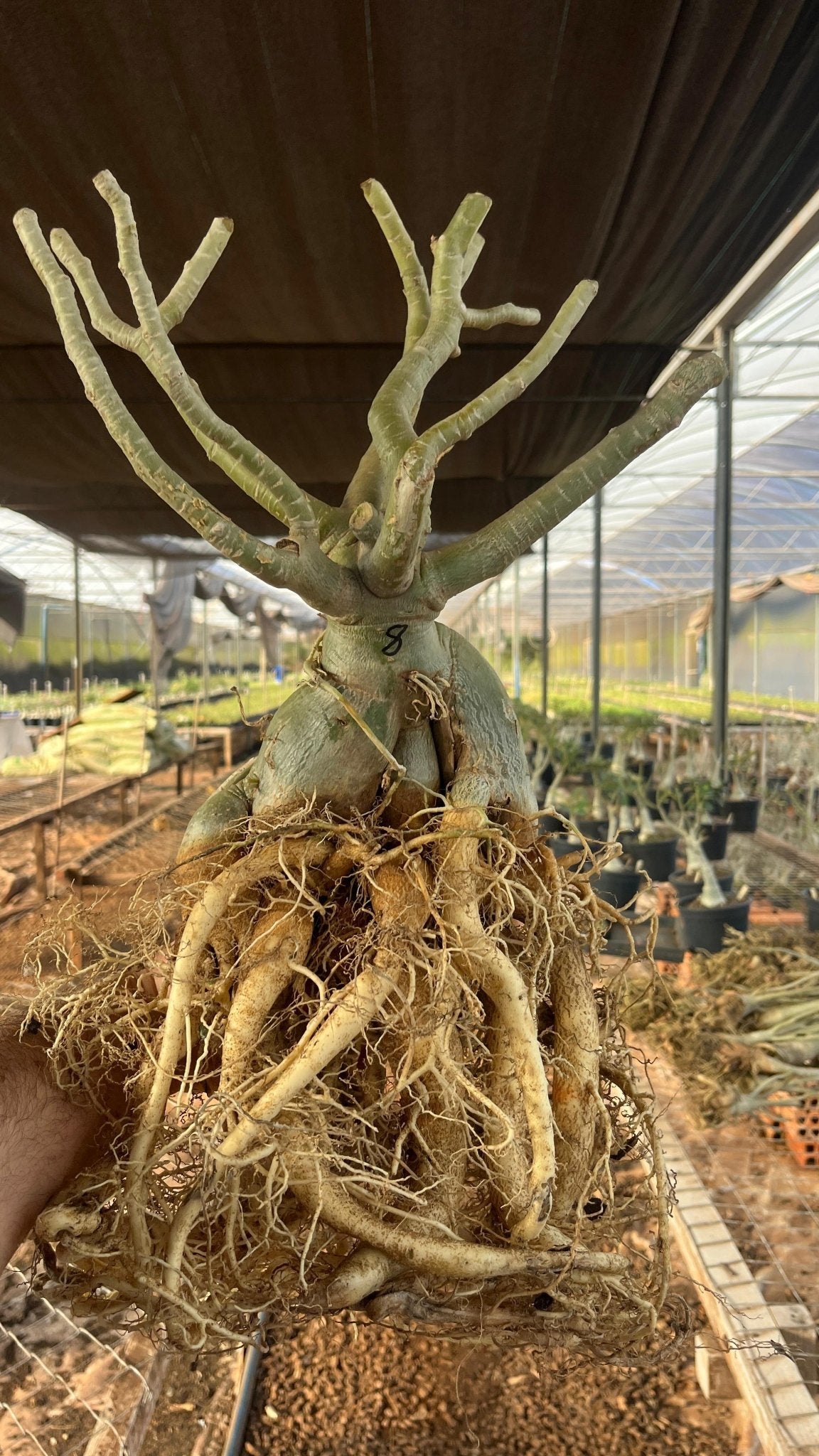 Rosa do Deserto - ARABICUM N°8 - Gm Rosa Do Deserto