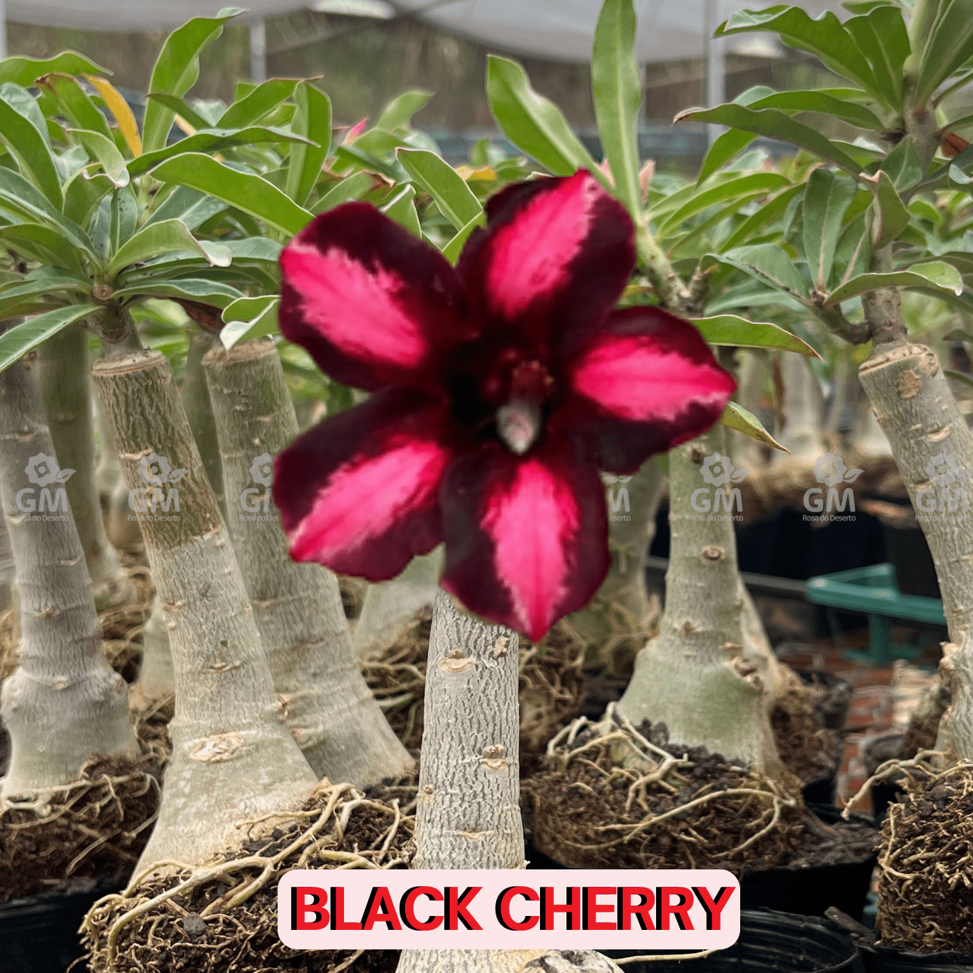 - Rosa do Deserto - BLACK CHERRY - Gm Rosa Do Deserto