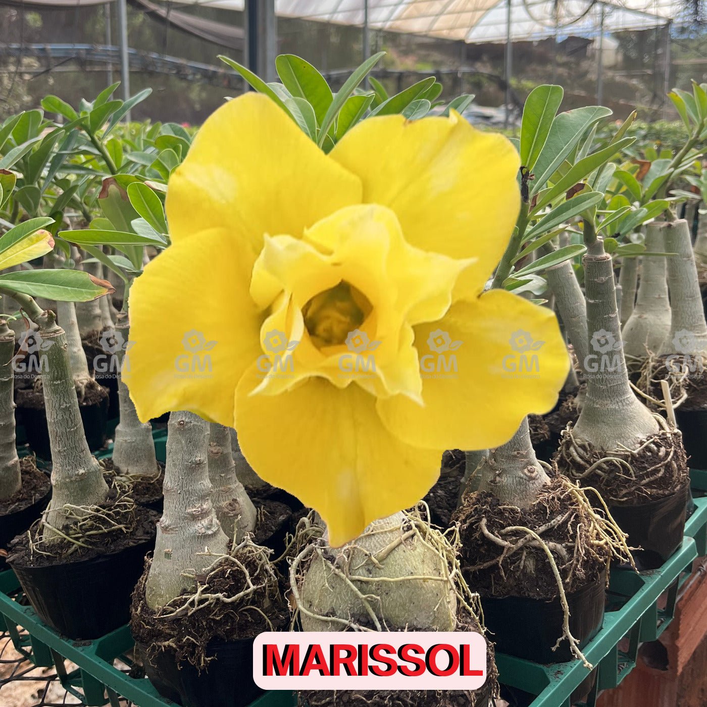 - Rosa do Deserto - BRD MARISSOL - Gm Rosa Do Deserto