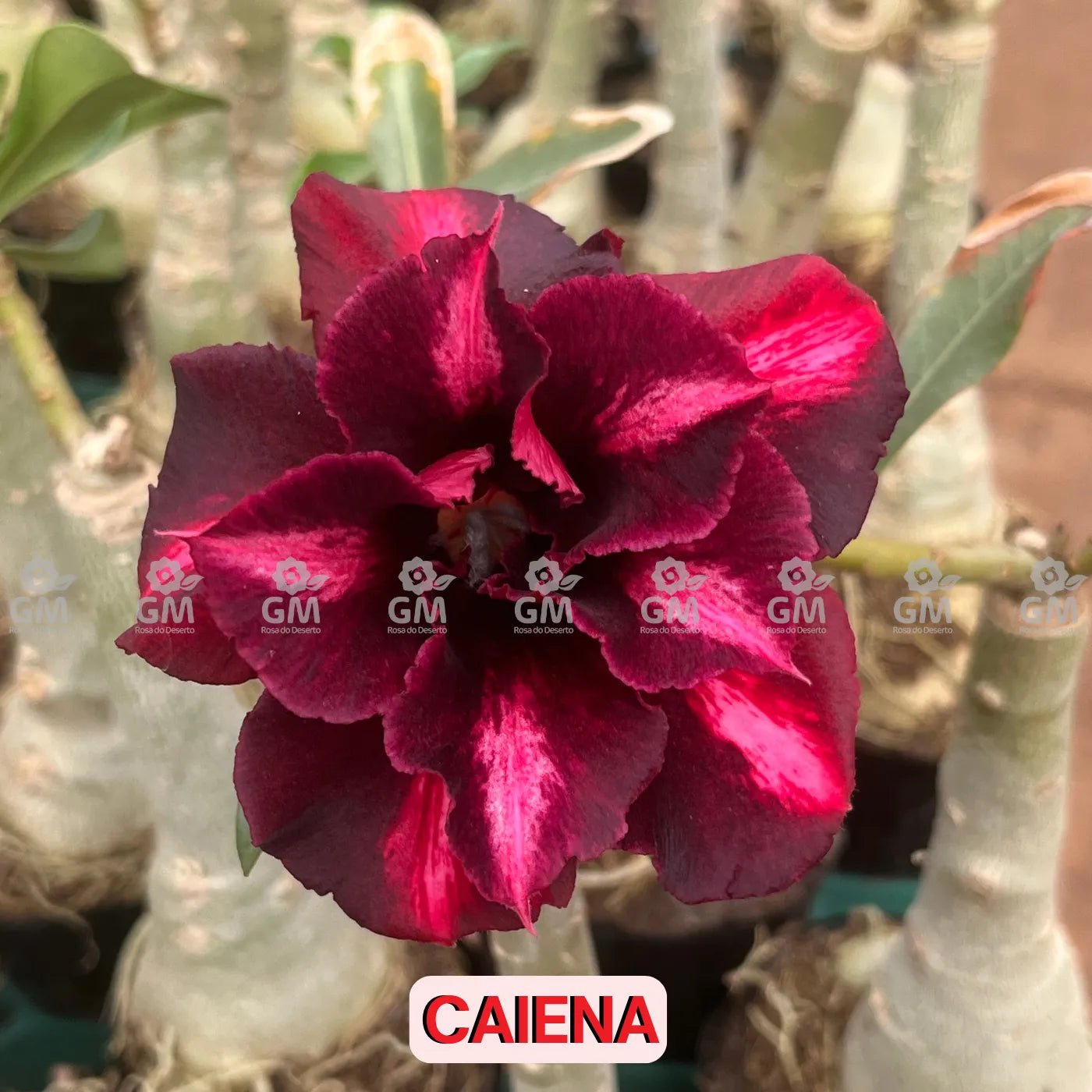 Rosa do Deserto - CAIENA - Gm Rosa Do Deserto