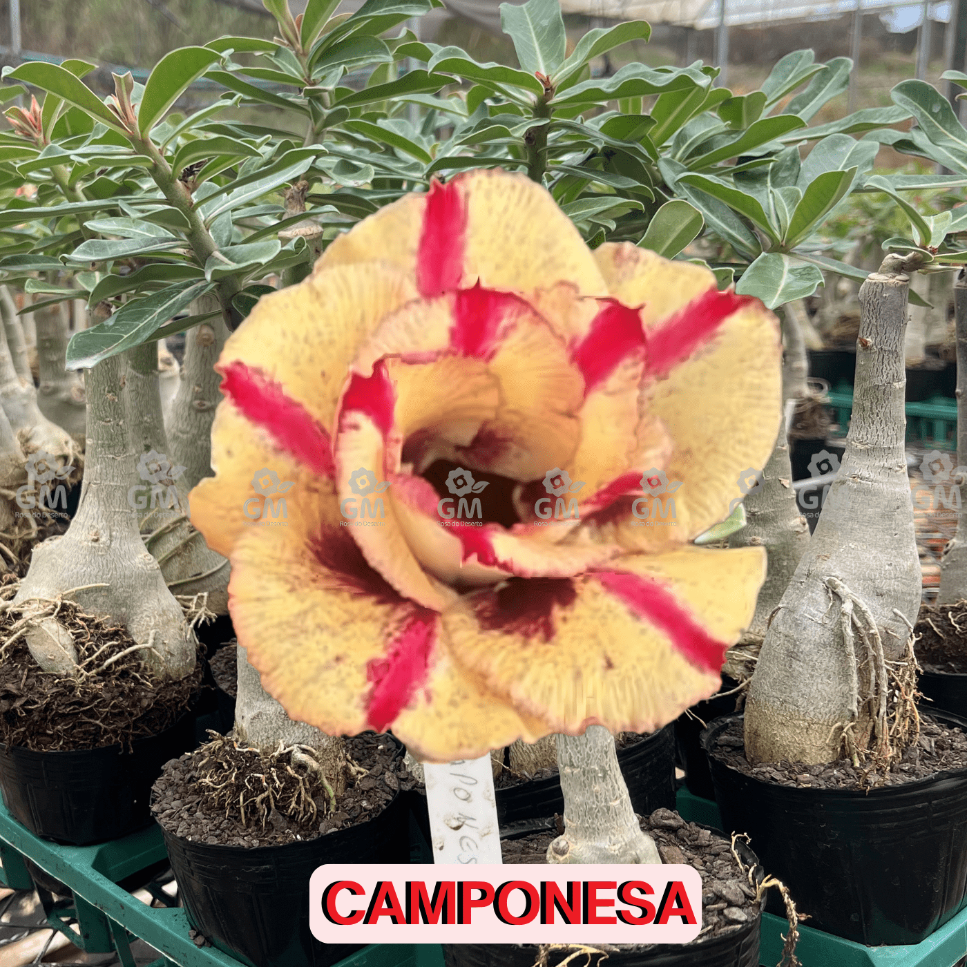 - Rosa do Deserto - CAMPONESA - Gm Rosa Do Deserto