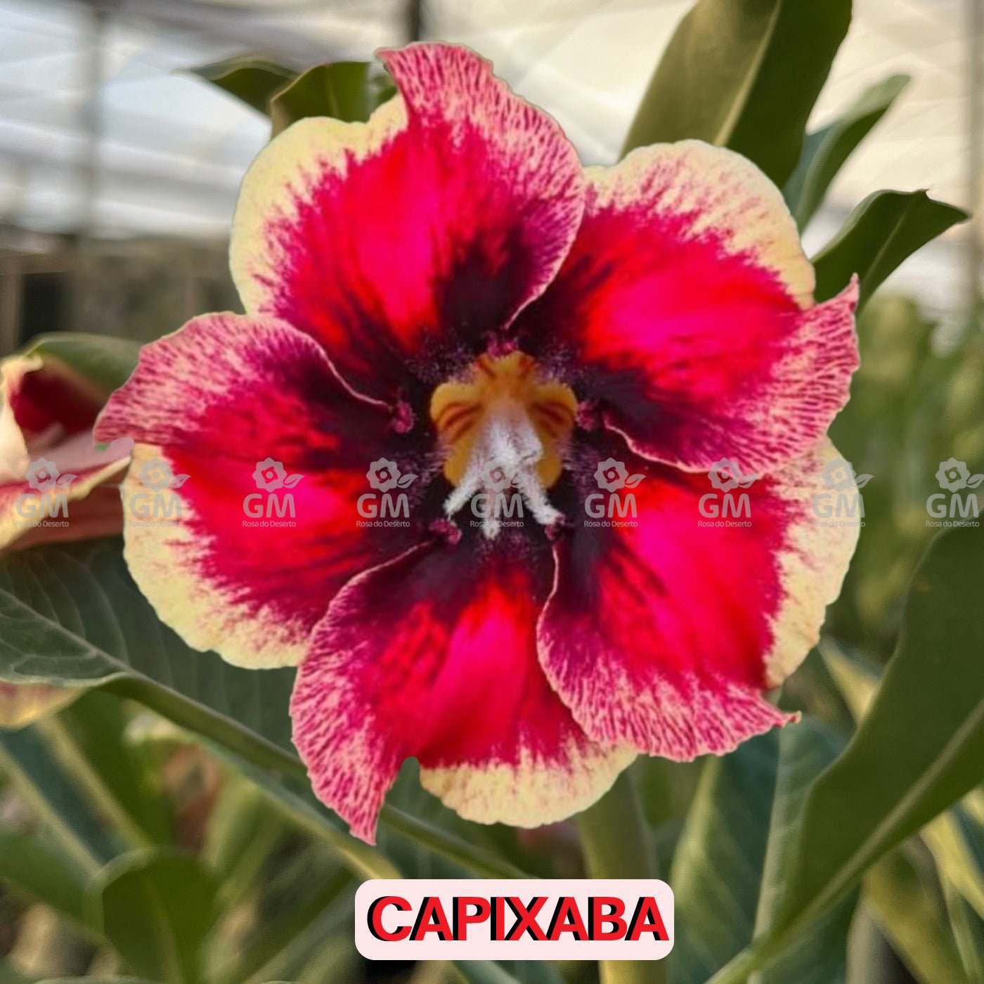 - Rosa do Deserto - CAPIXABA - Gm Rosa Do Deserto
