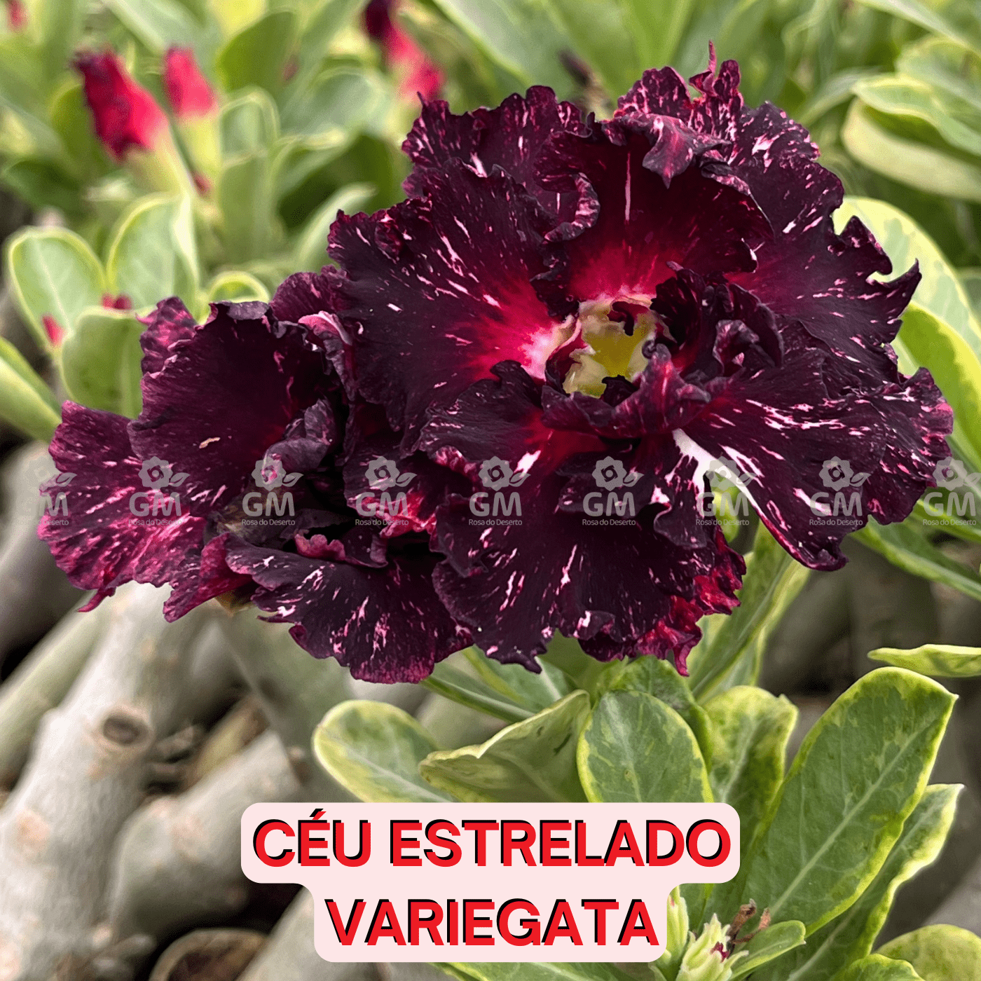 Rosa do Deserto - CEU ESTRELADO VARIEGATA - Gm Rosa Do Deserto