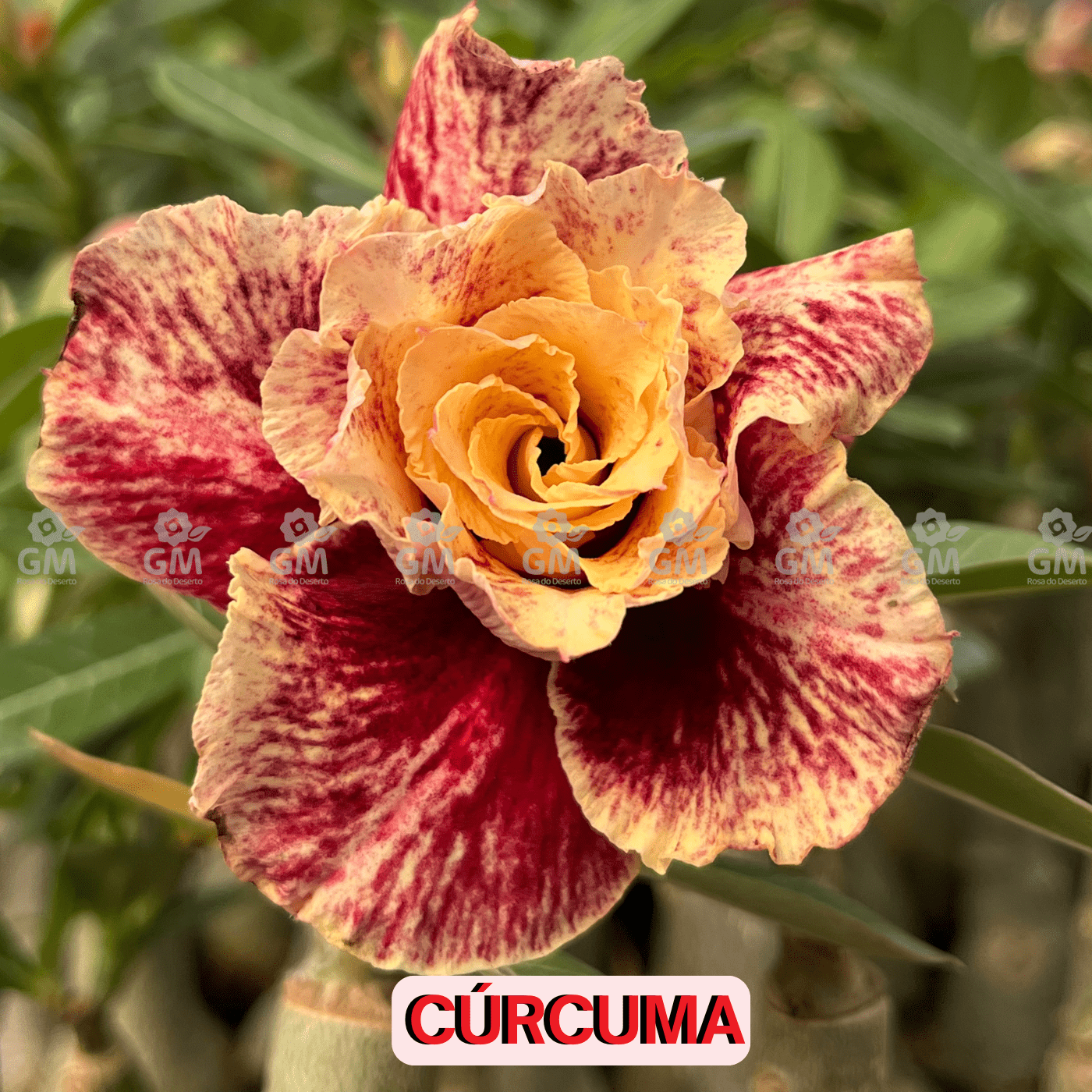 - Rosa do Deserto - CURCUMA - Gm Rosa Do Deserto