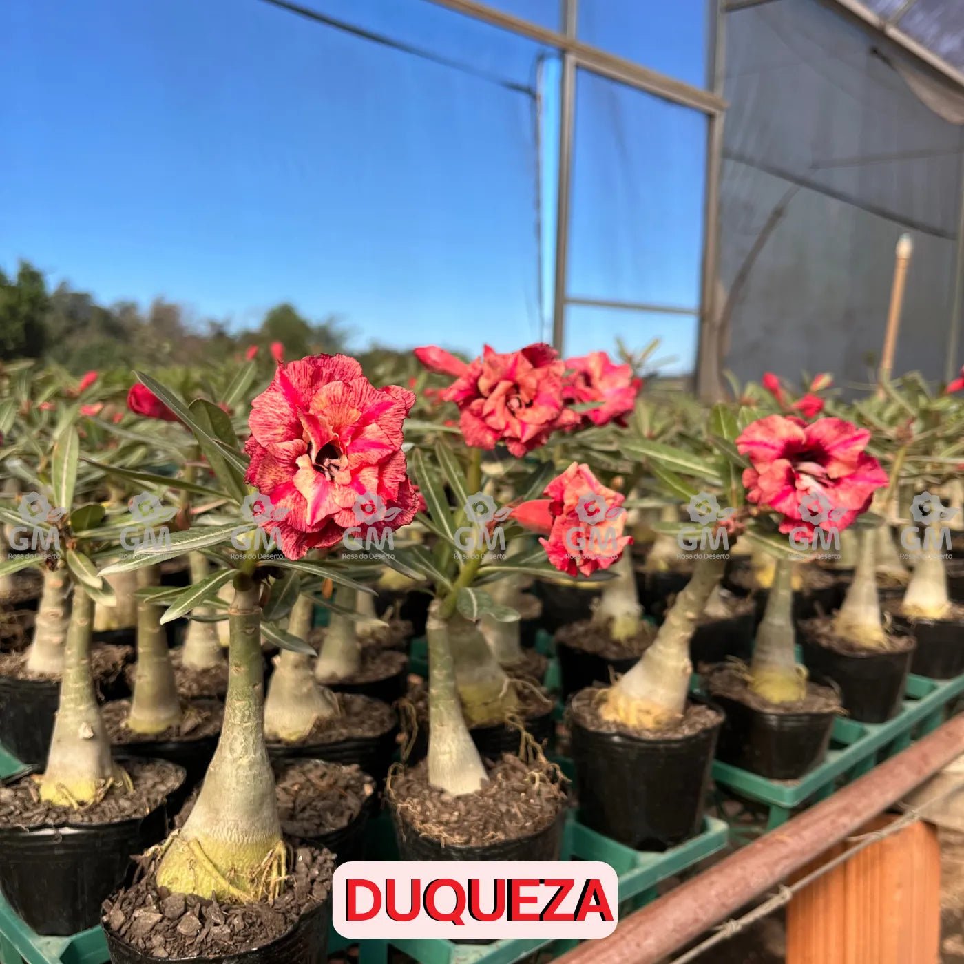Rosa do Deserto - DUQUEZA - Gm Rosa Do Deserto