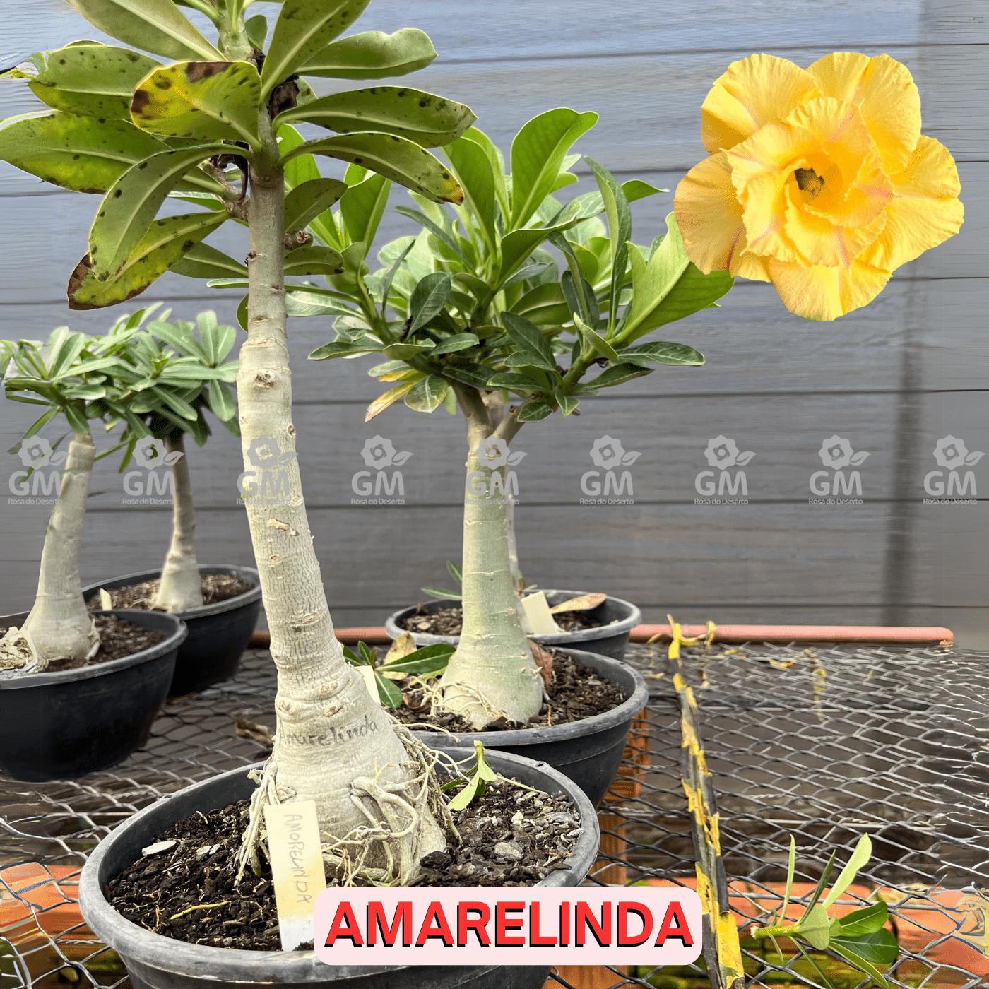 Rosa do Deserto - ENXERTO ADULTO AMARELINDA - Gm Rosa Do Deserto