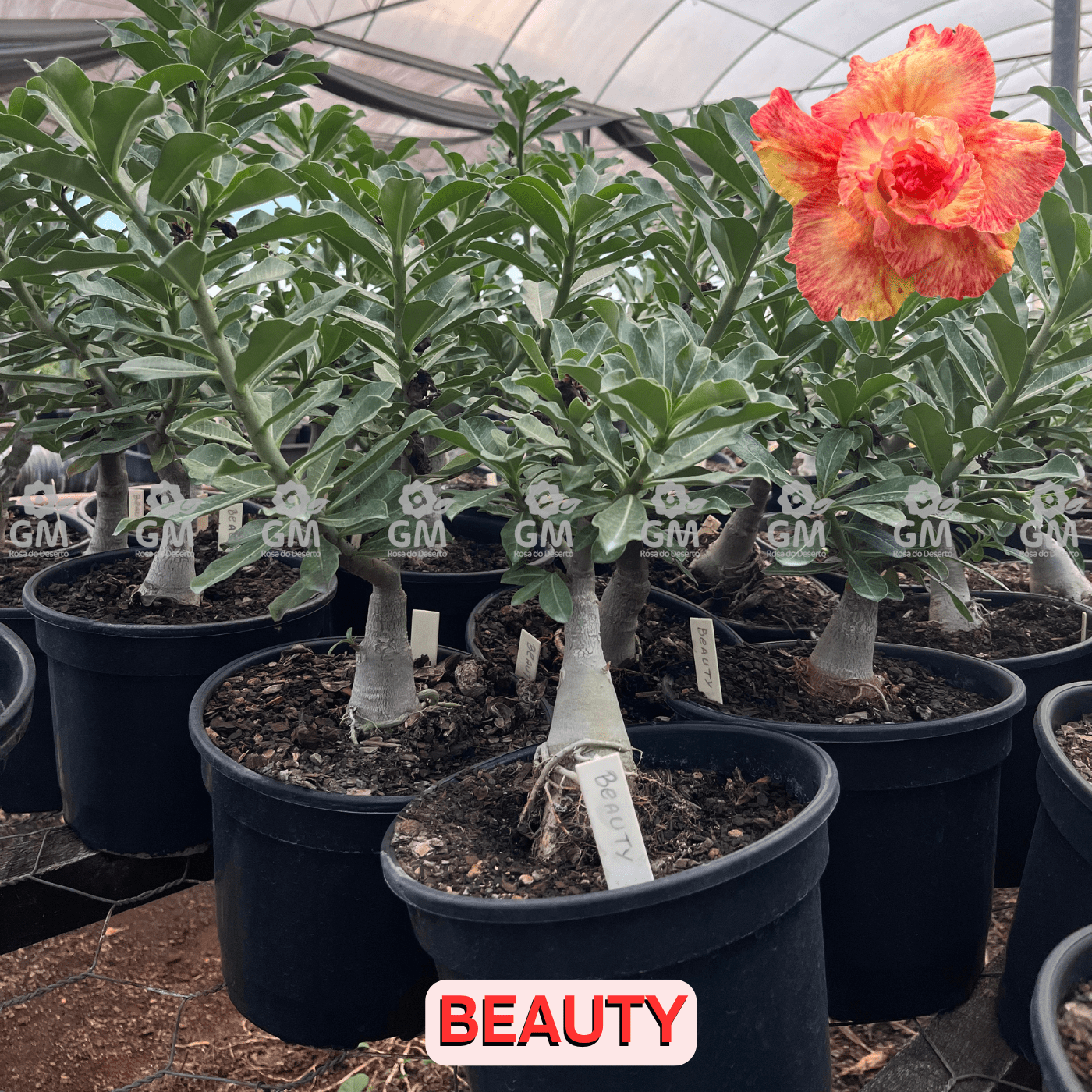 Rosa do Deserto - ENXERTO ADULTO BEAUTY - Gm Rosa Do Deserto