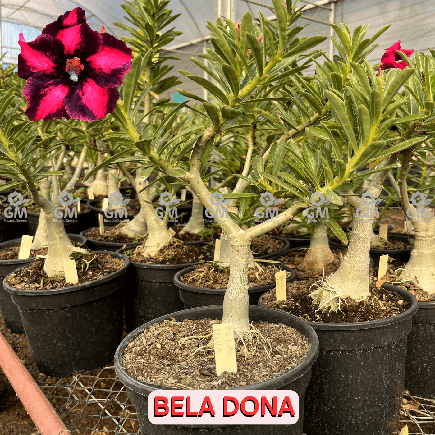 Rosa do Deserto - ENXERTO ADULTO - BELA DONA - Gm Rosa Do Deserto