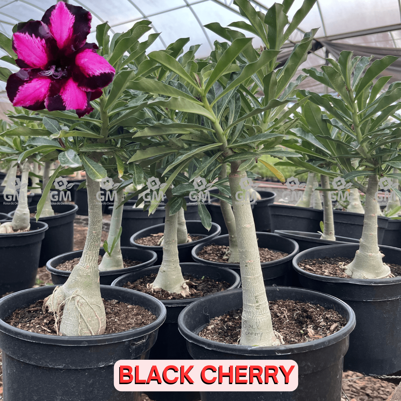 Rosa do Deserto - ENXERTO ADULTO - BLACK CHERRY - Gm Rosa Do Deserto