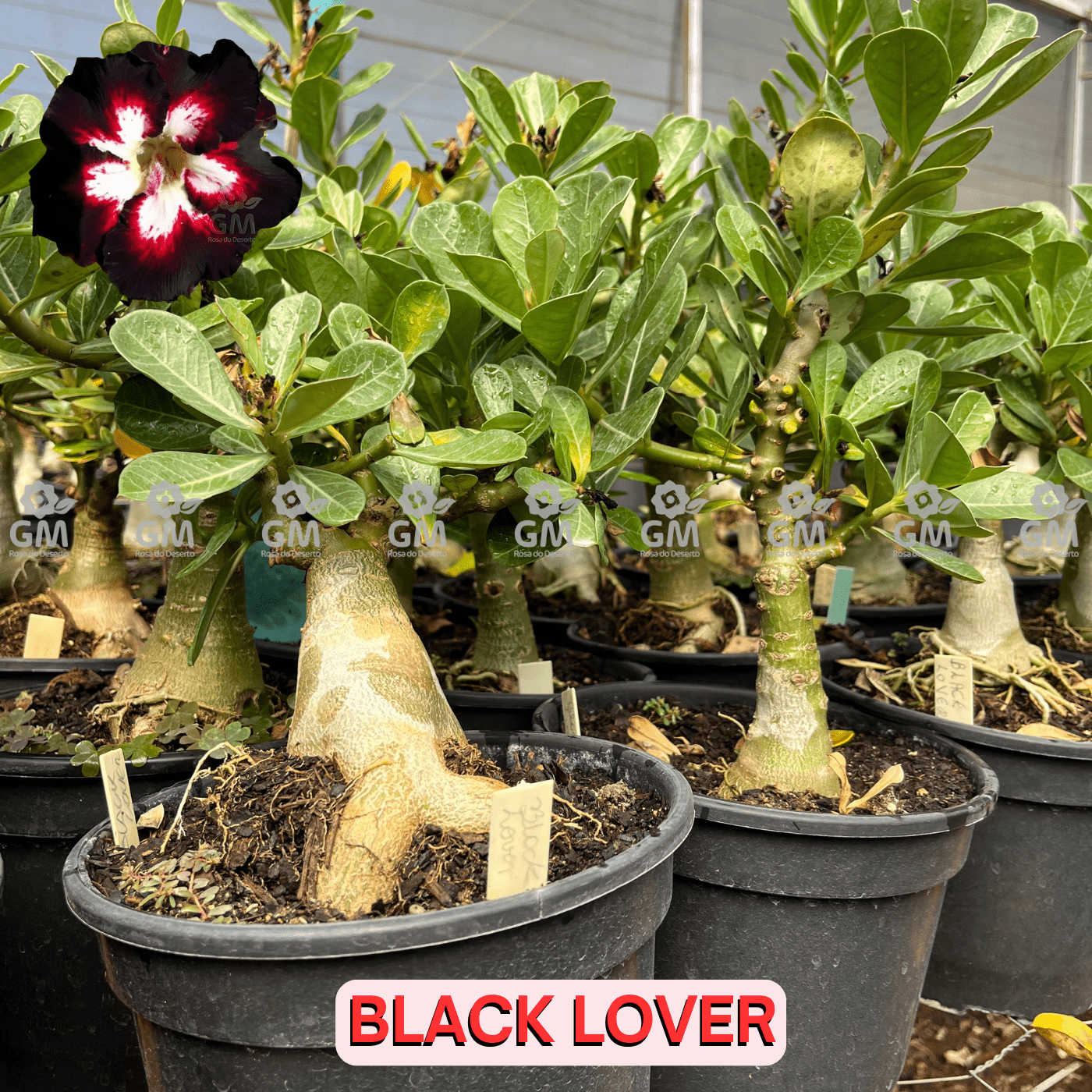 Rosa do Deserto - ENXERTO ADULTO - BLACK LOVER - Gm Rosa Do Deserto