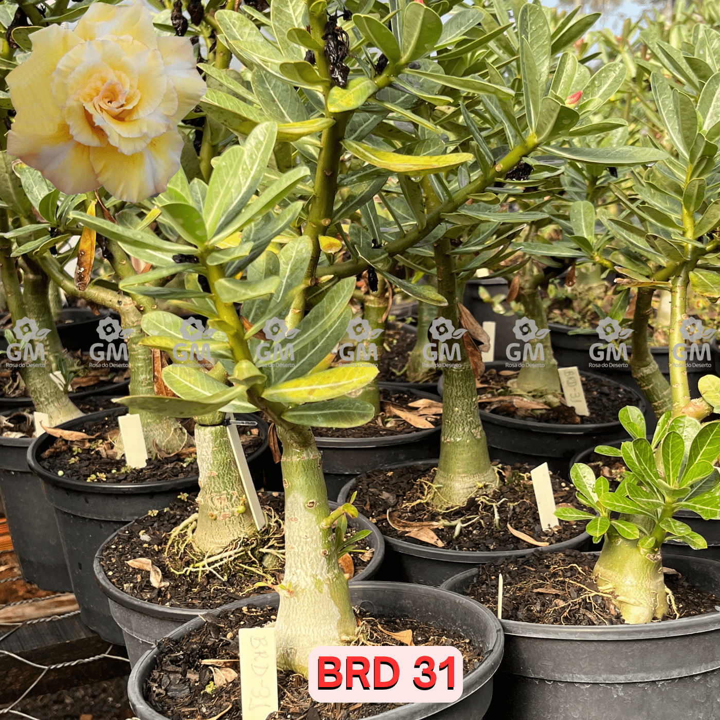 - Rosa do Deserto - ENXERTO ADULTO - BRD 31 - Gm Rosa Do Deserto