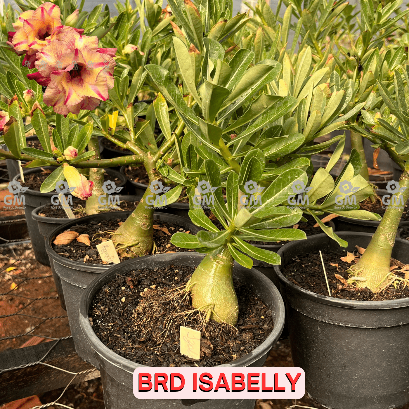 - Rosa do Deserto - ENXERTO ADULTO - BRD ISABELLY ( PERFUMADA E GALHO PENDENTE ) - Gm Rosa Do Deserto