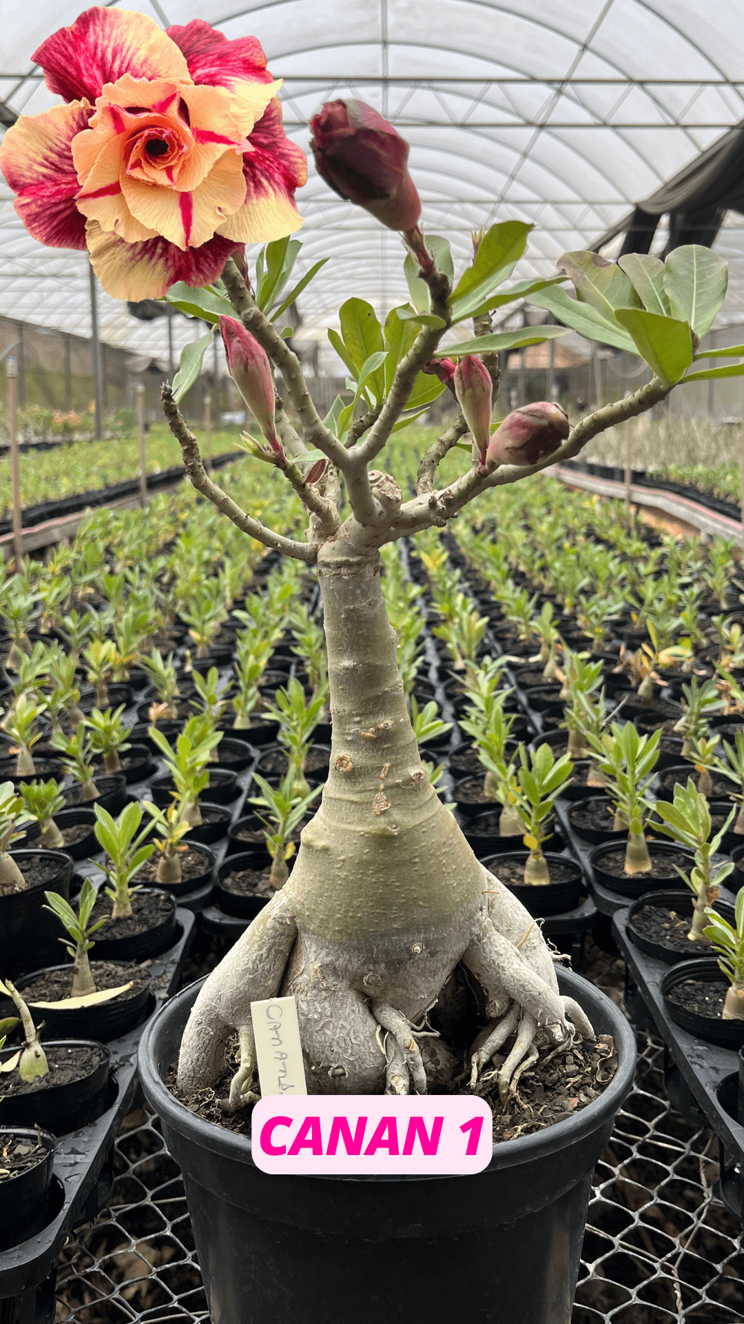 Rosa do Deserto - ENXERTO ADULTO - CANAN 1 - Gm Rosa Do Deserto