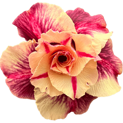 Rosa do Deserto - ENXERTO ADULTO - CANAN 1 - Gm Rosa Do Deserto