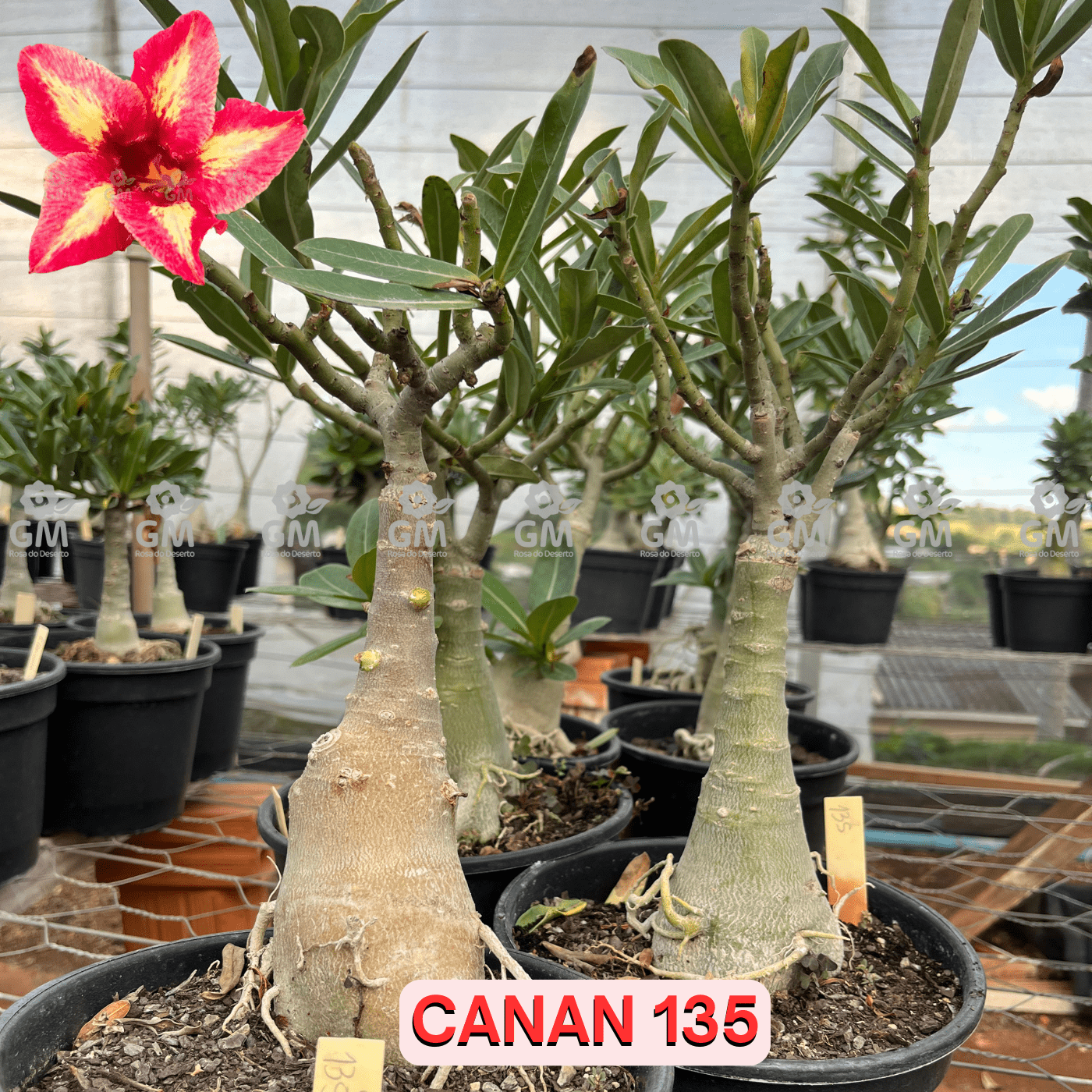 Rosa do Deserto - ENXERTO ADULTO - CANAN 135 - Gm Rosa Do Deserto