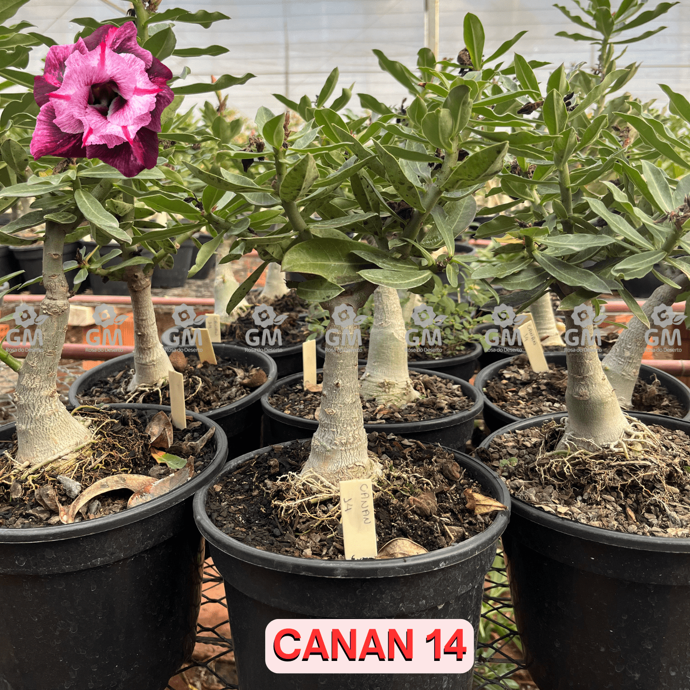Rosa do Deserto - ENXERTO ADULTO - CANAN 14 - Gm Rosa Do Deserto
