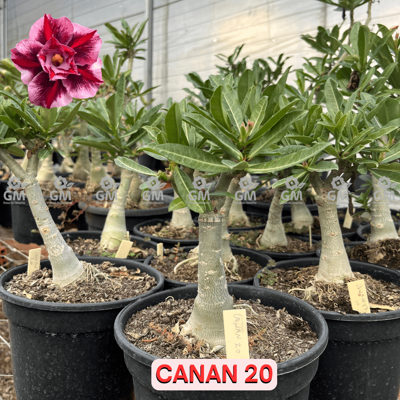 Rosa do Deserto - ENXERTO ADULTO - CANAN 20 - Gm Rosa Do Deserto