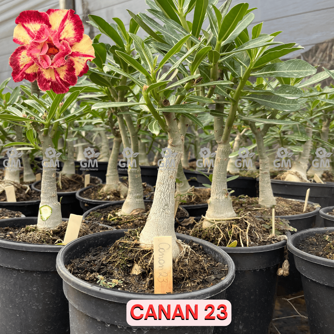 Rosa do Deserto - ENXERTO ADULTO - CANAN 23 - Gm Rosa Do Deserto