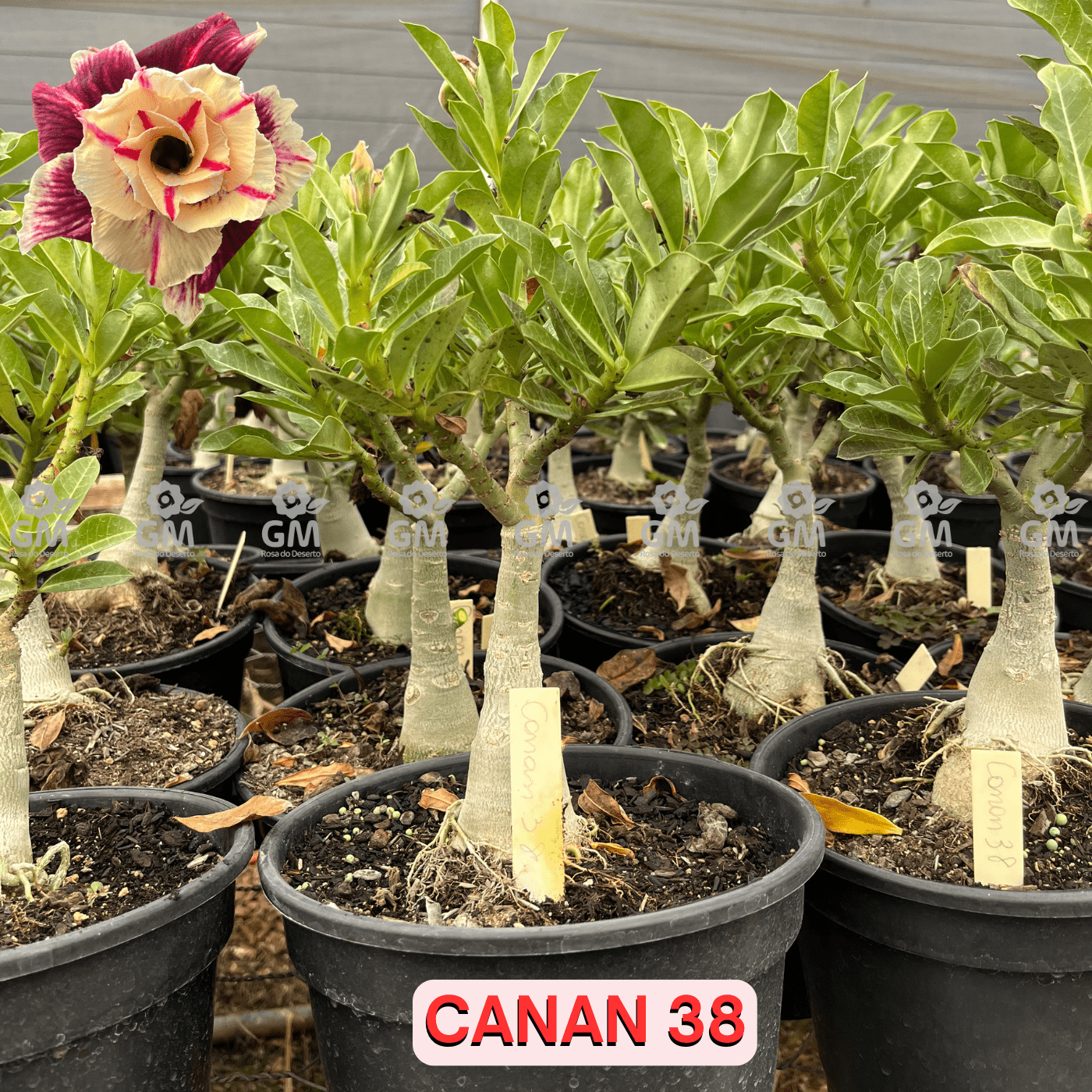 Rosa do Deserto - ENXERTO ADULTO - CANAN 38 - Gm Rosa Do Deserto