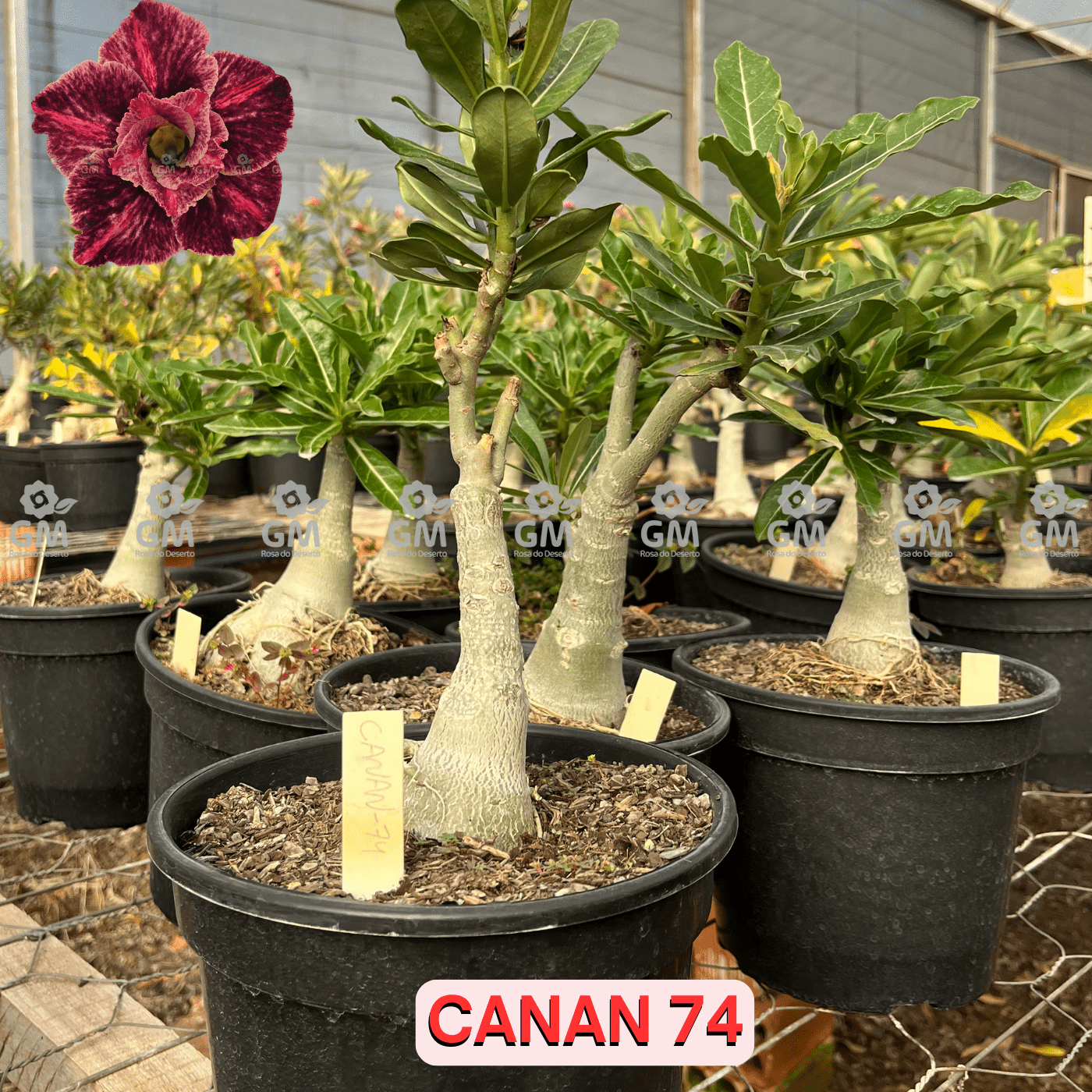 - Rosa do Deserto - ENXERTO ADULTO - CANAN 74 ( PERMUFADA ) - Gm Rosa Do Deserto