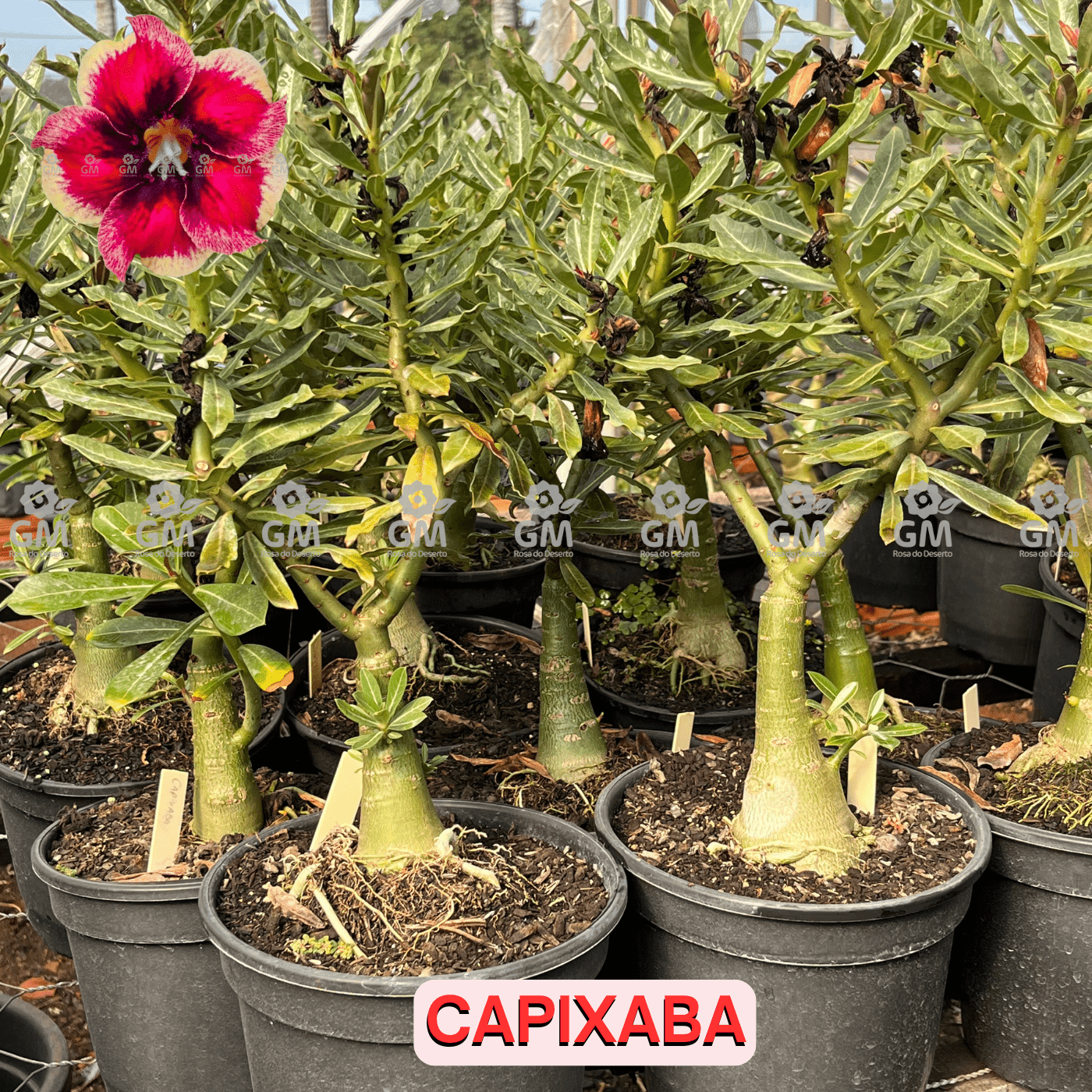 - Rosa do Deserto - ENXERTO ADULTO - CAPIXABA - Gm Rosa Do Deserto
