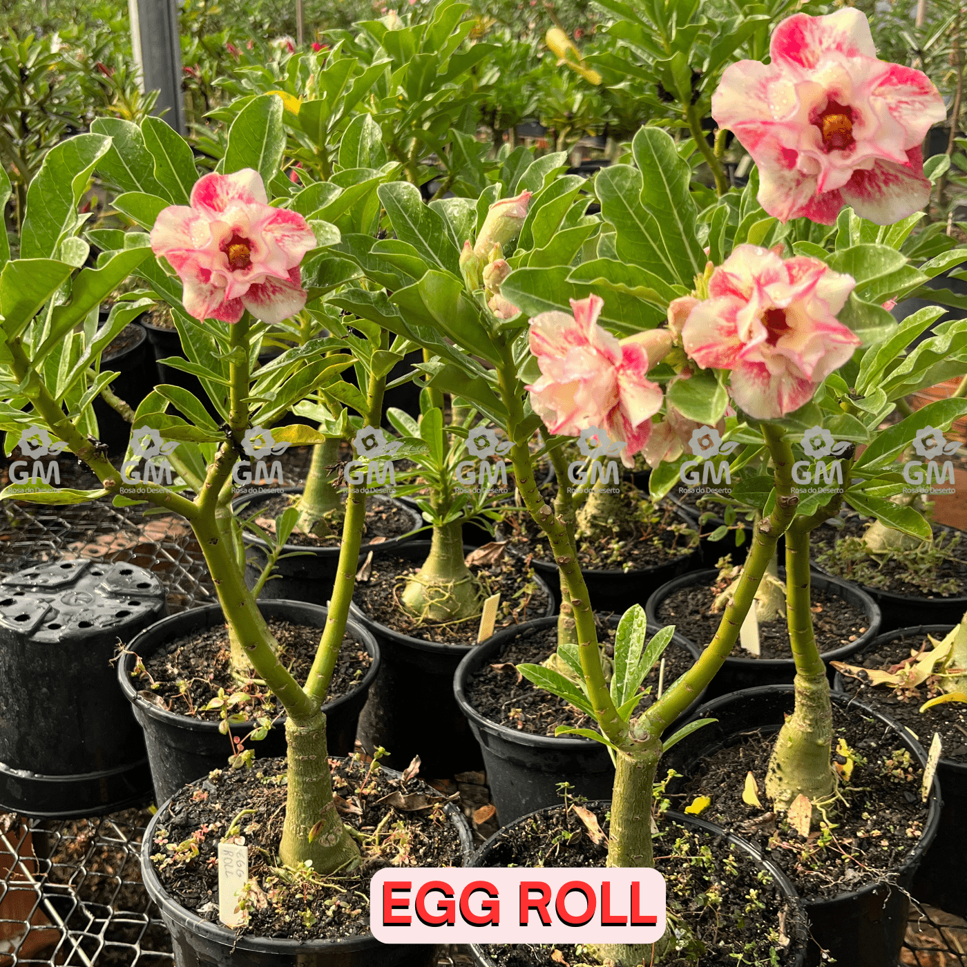 - Rosa do Deserto - ENXERTO ADULTO - EGG ROLL - Gm Rosa Do Deserto