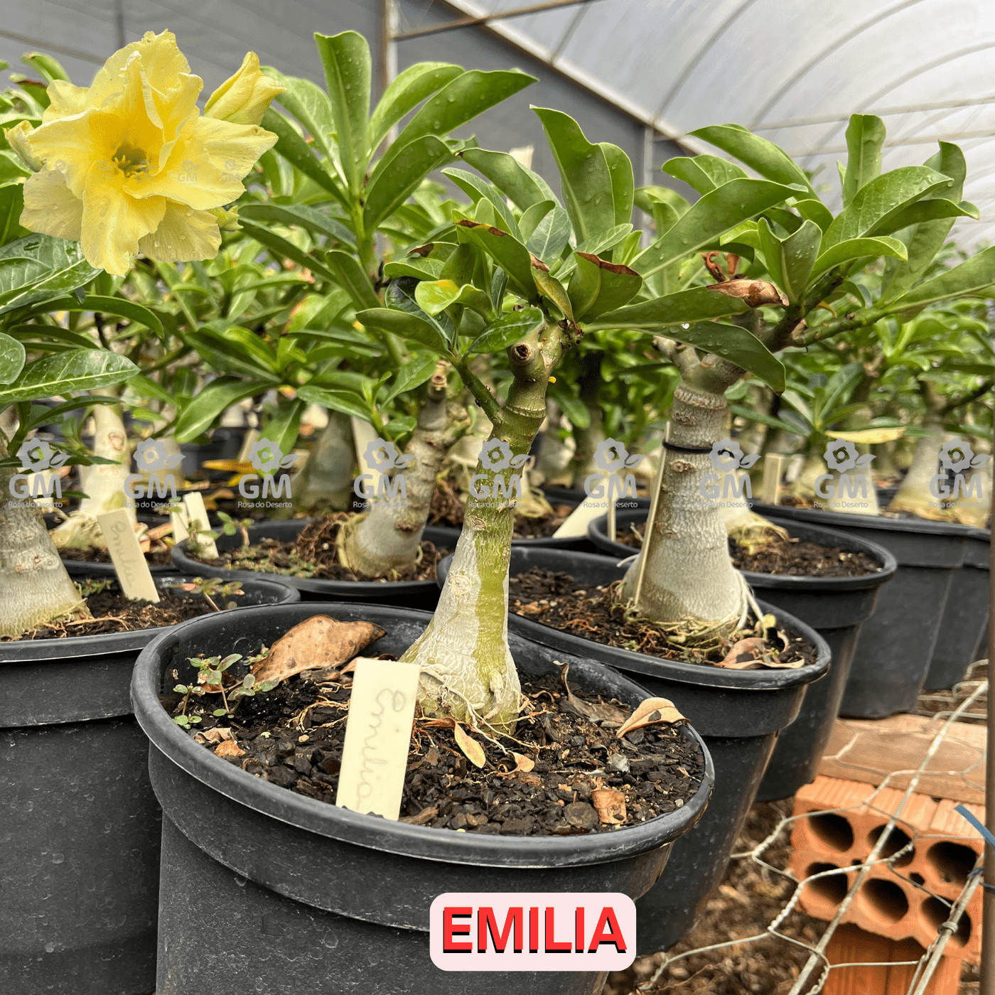 Rosa do Deserto - ENXERTO ADULTO - EMILIA - Gm Rosa Do Deserto